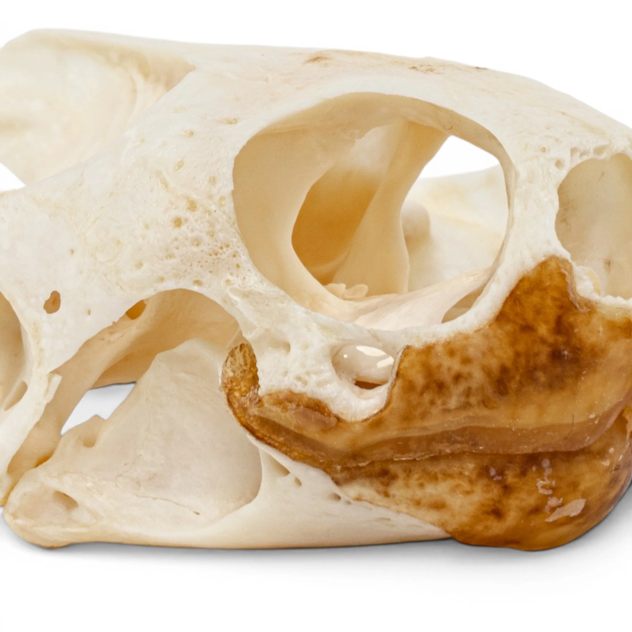 Real Pond Turtle Skull Set - Pathology - Image 8