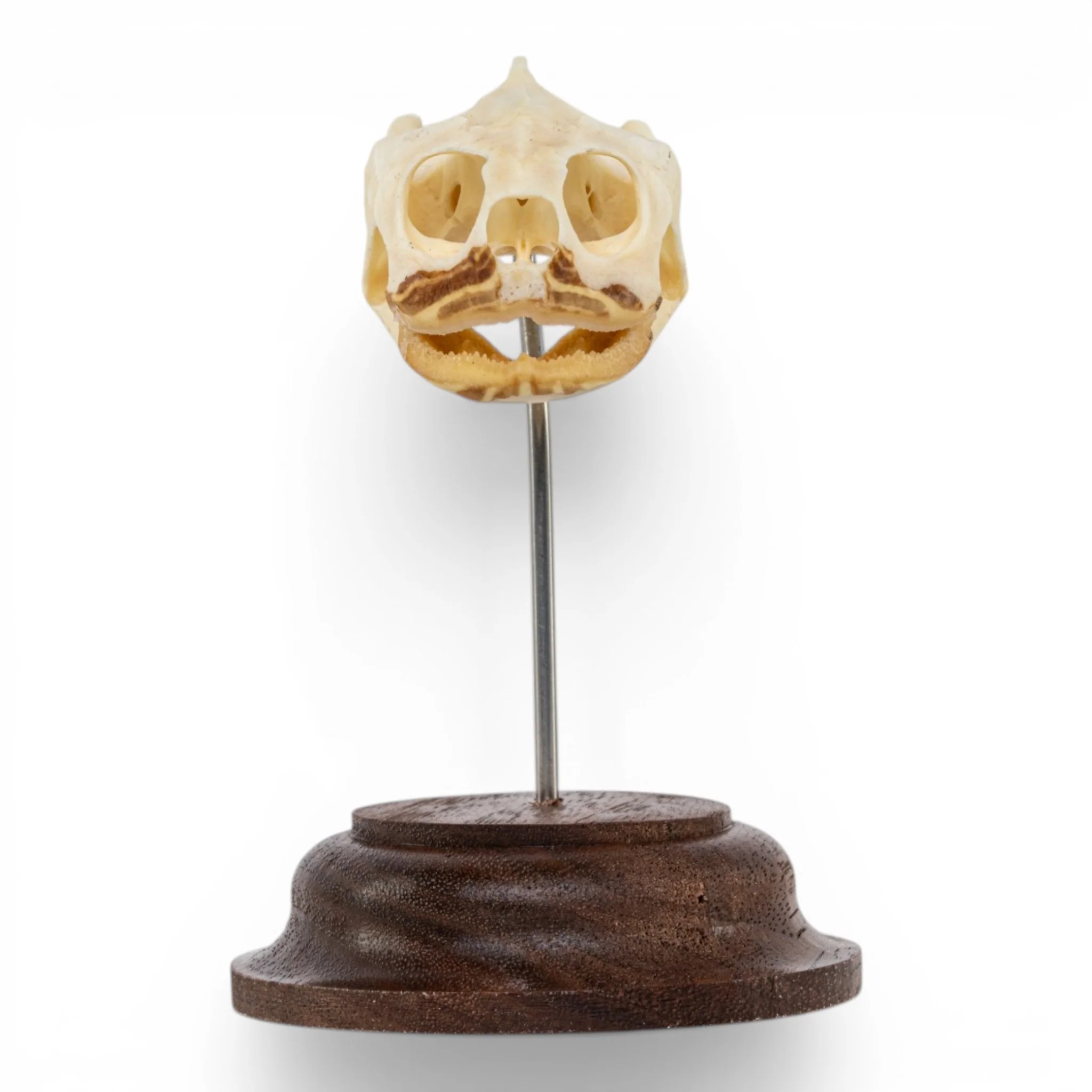 Real Pond Turtle Skull on Stand - Image 3