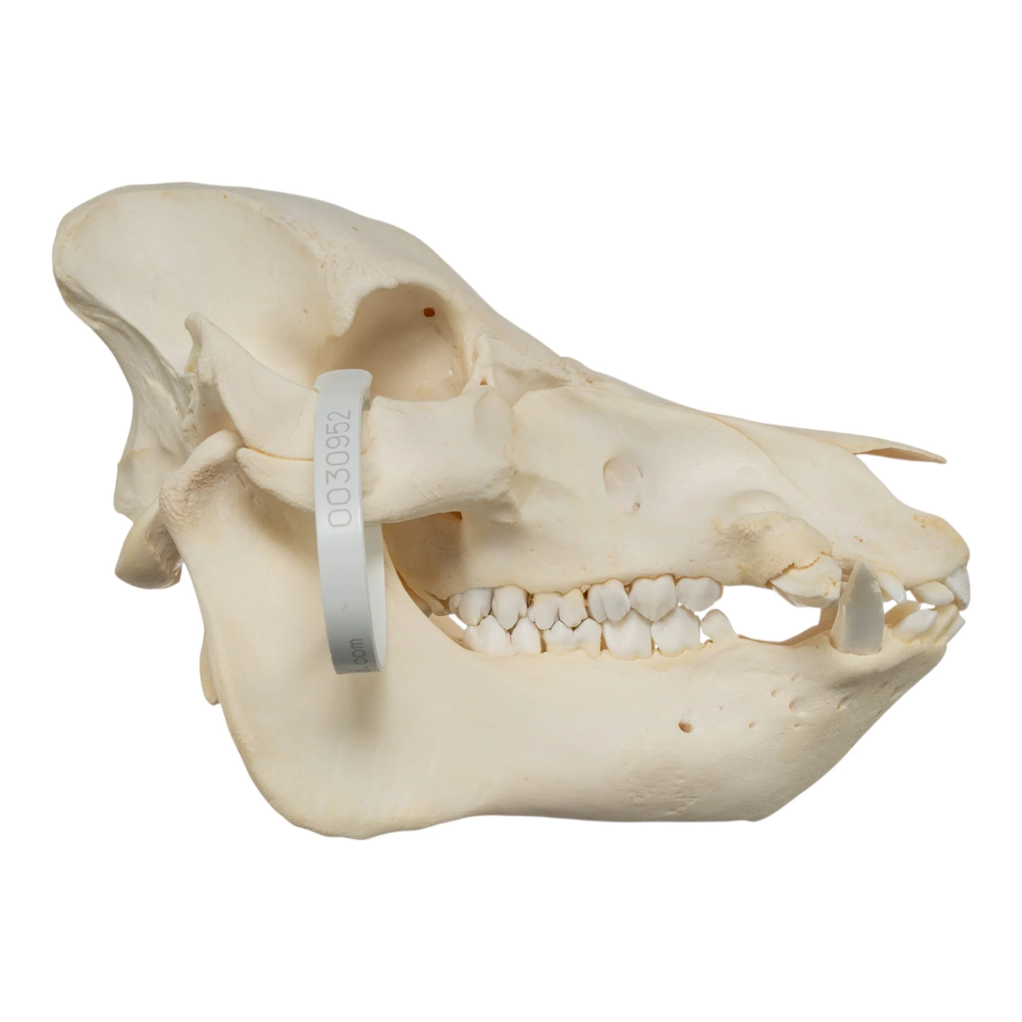 Real Potbellied Pig Skull - Image 2