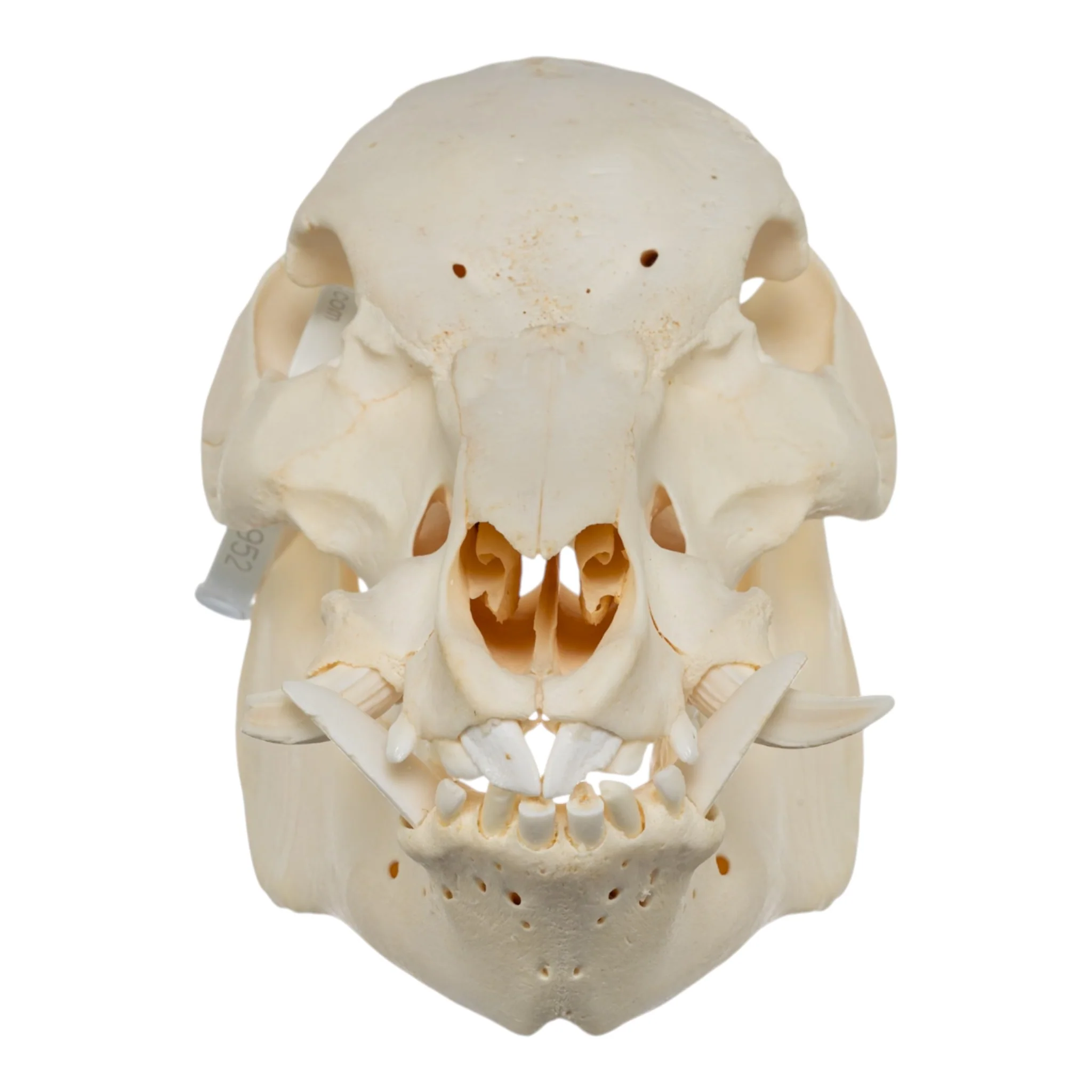 Real Potbellied Pig Skull - Image 3