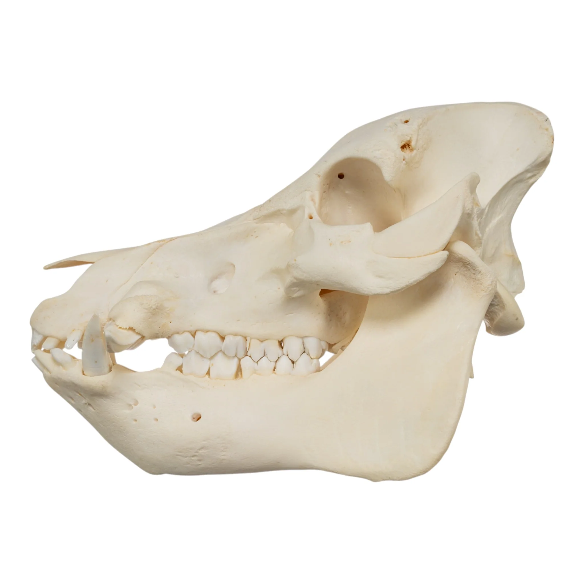 Real Potbellied Pig Skull - Image 4