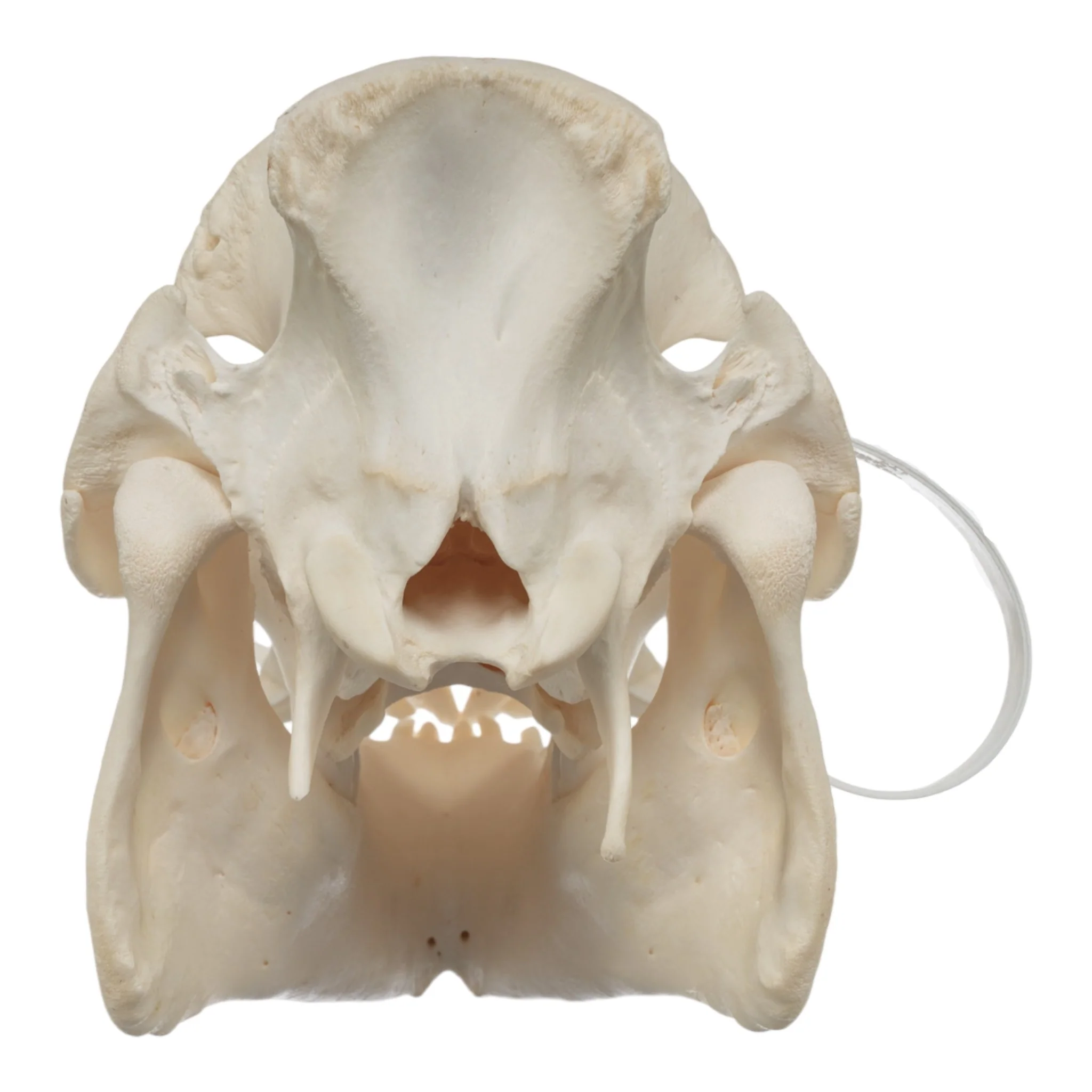 Real Potbellied Pig Skull - Image 5