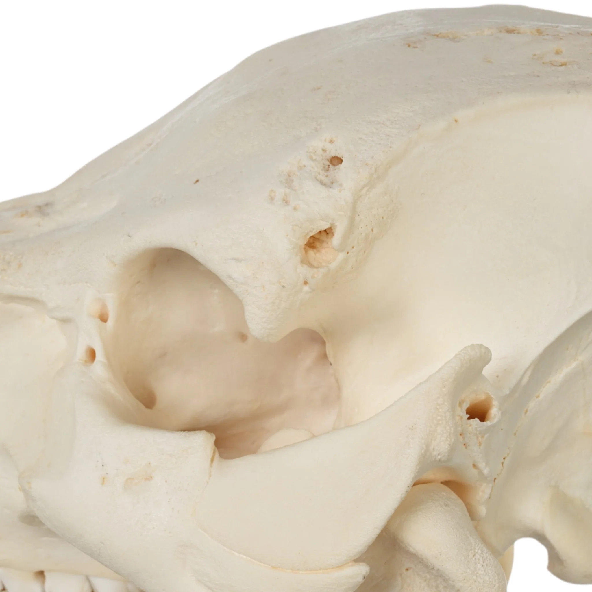 Real Potbellied Pig Skull - Image 6