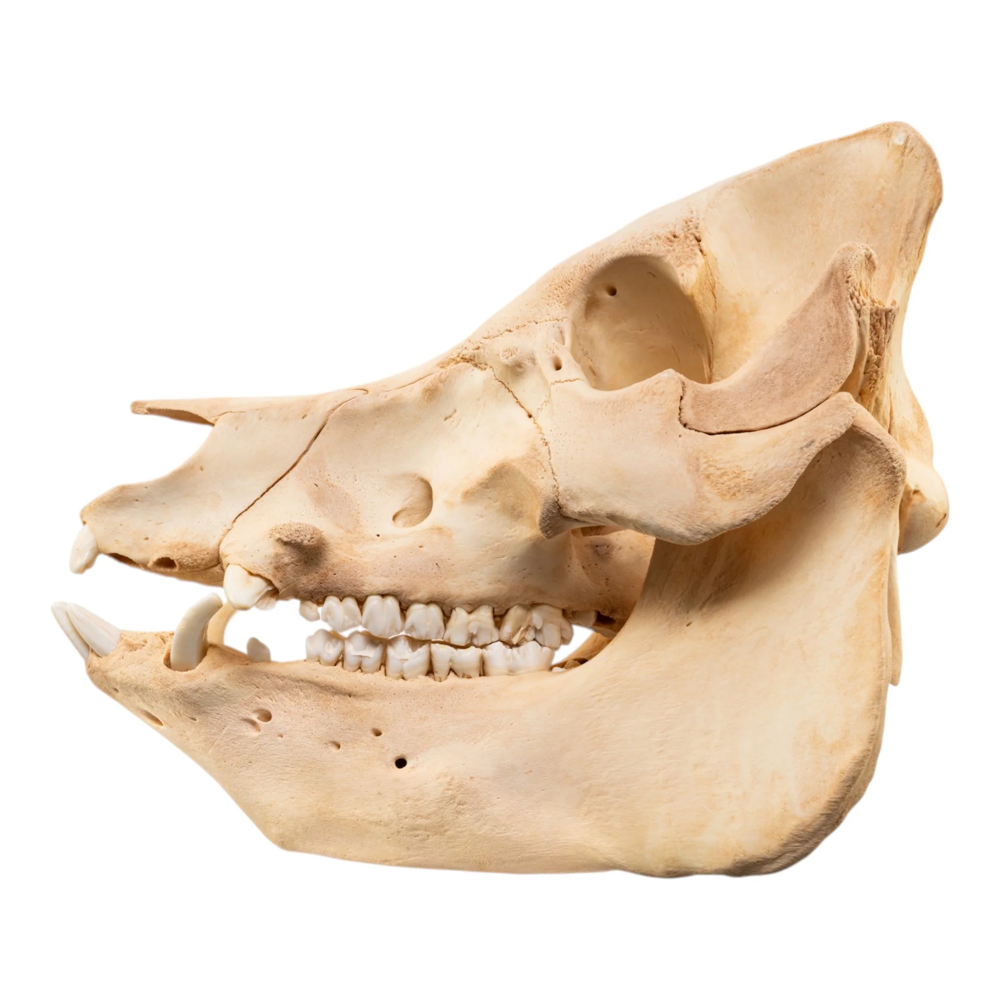 Real Potbellied Pig Skull - Image 4