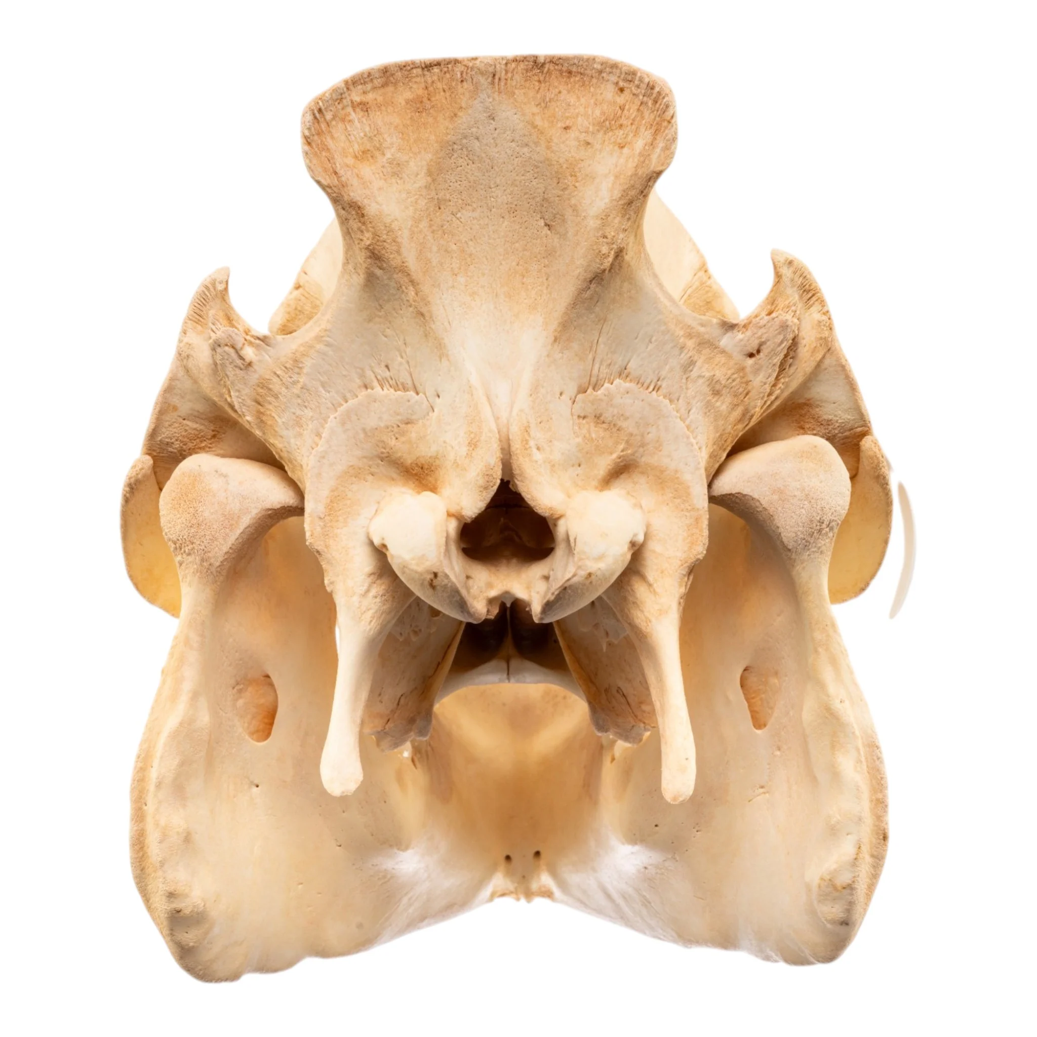 Real Potbellied Pig Skull - Image 5