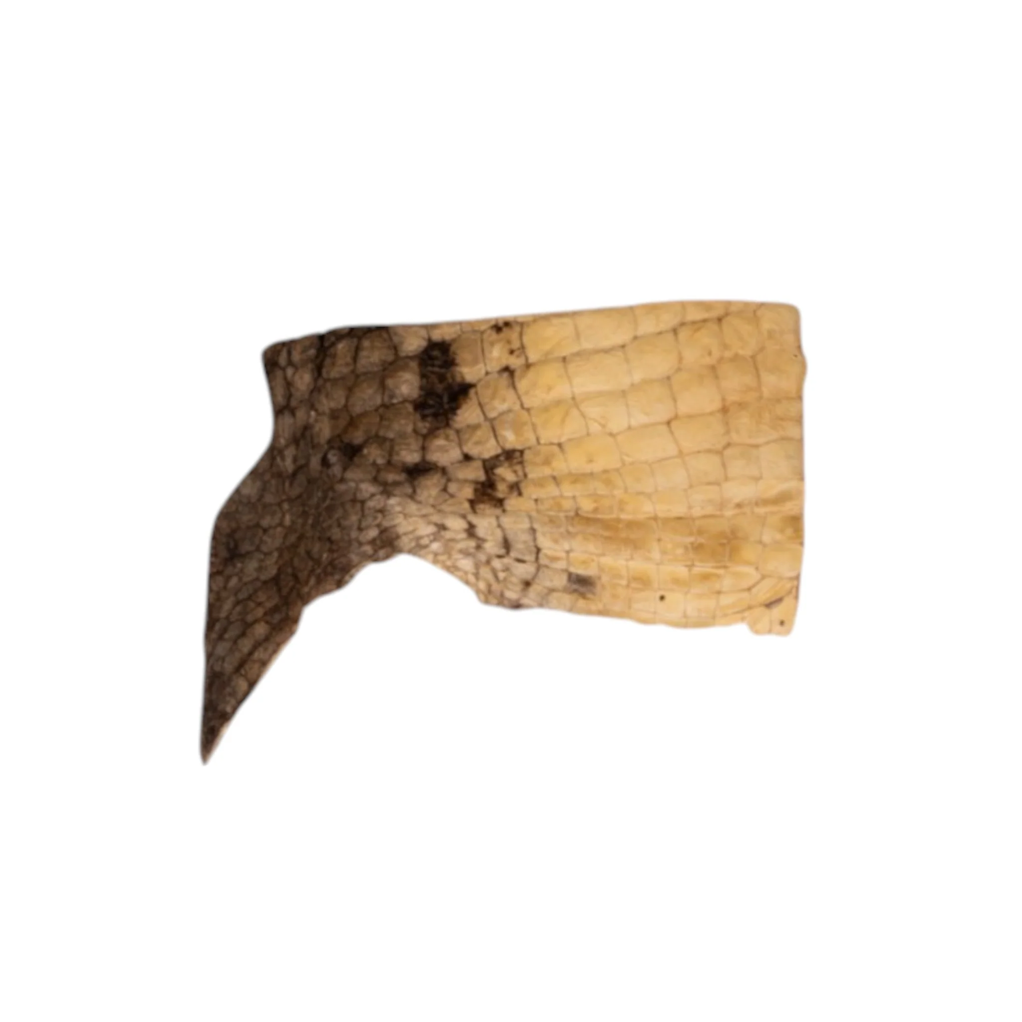 Real Preserved Crocodile Skin - Belly and Dorsal Hide (Single Piece) - Image 3