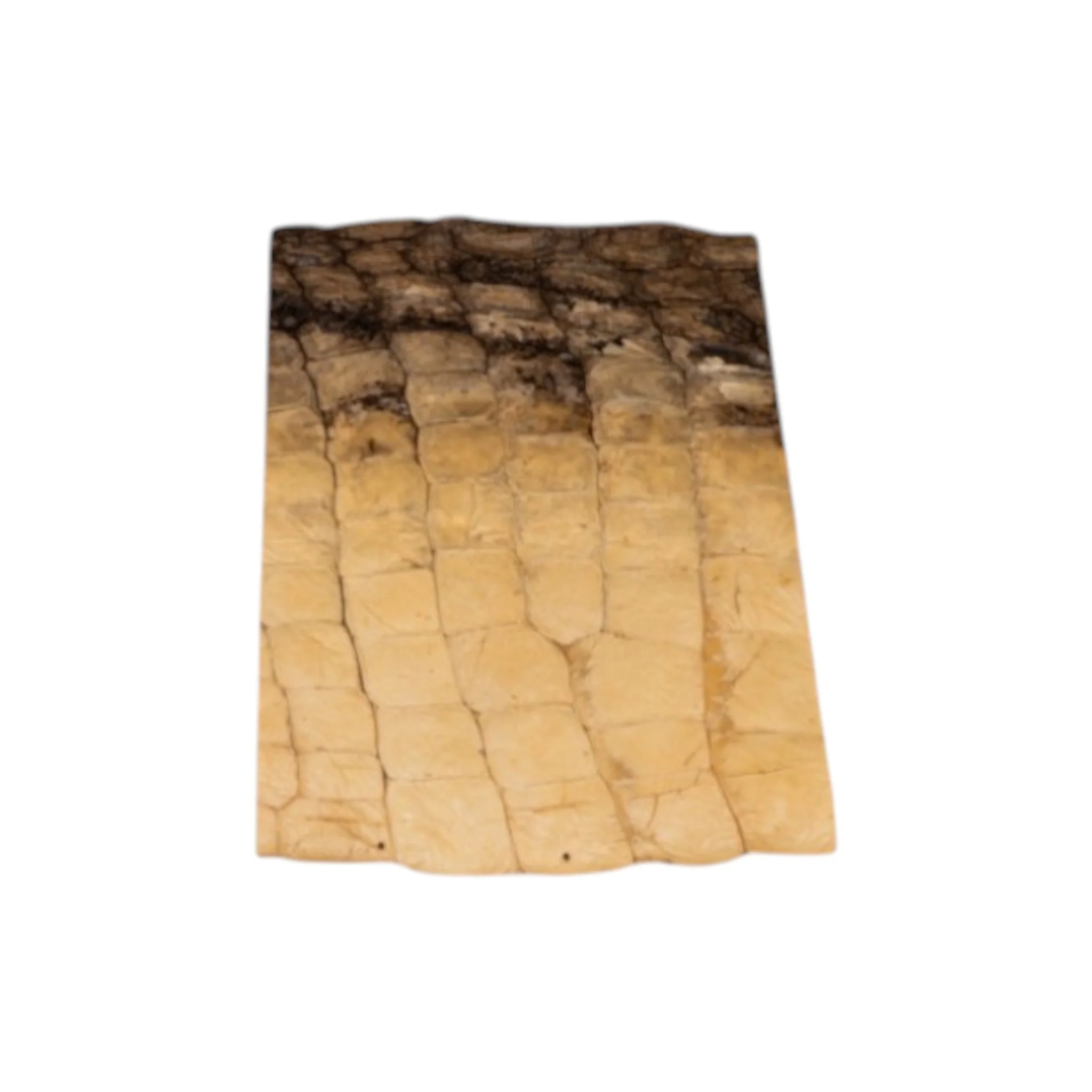 Real Preserved Crocodile Skin - Belly and Dorsal Hide (Single Piece) - Image 4