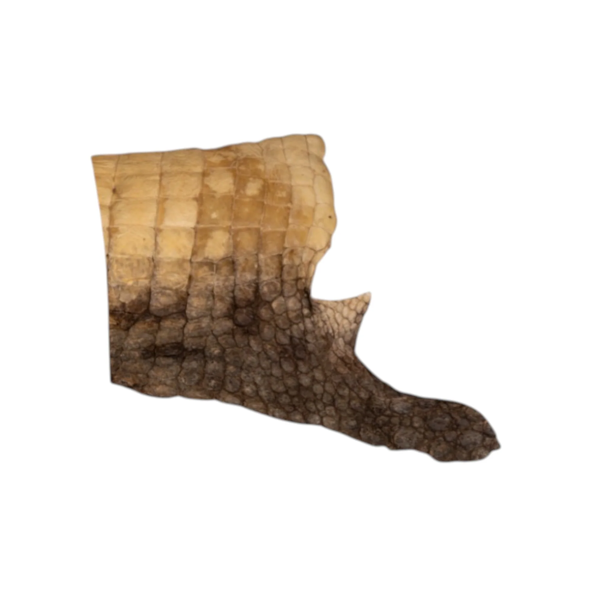 Real Preserved Crocodile Skin - Belly and Dorsal Hide (Single Piece) - Image 5
