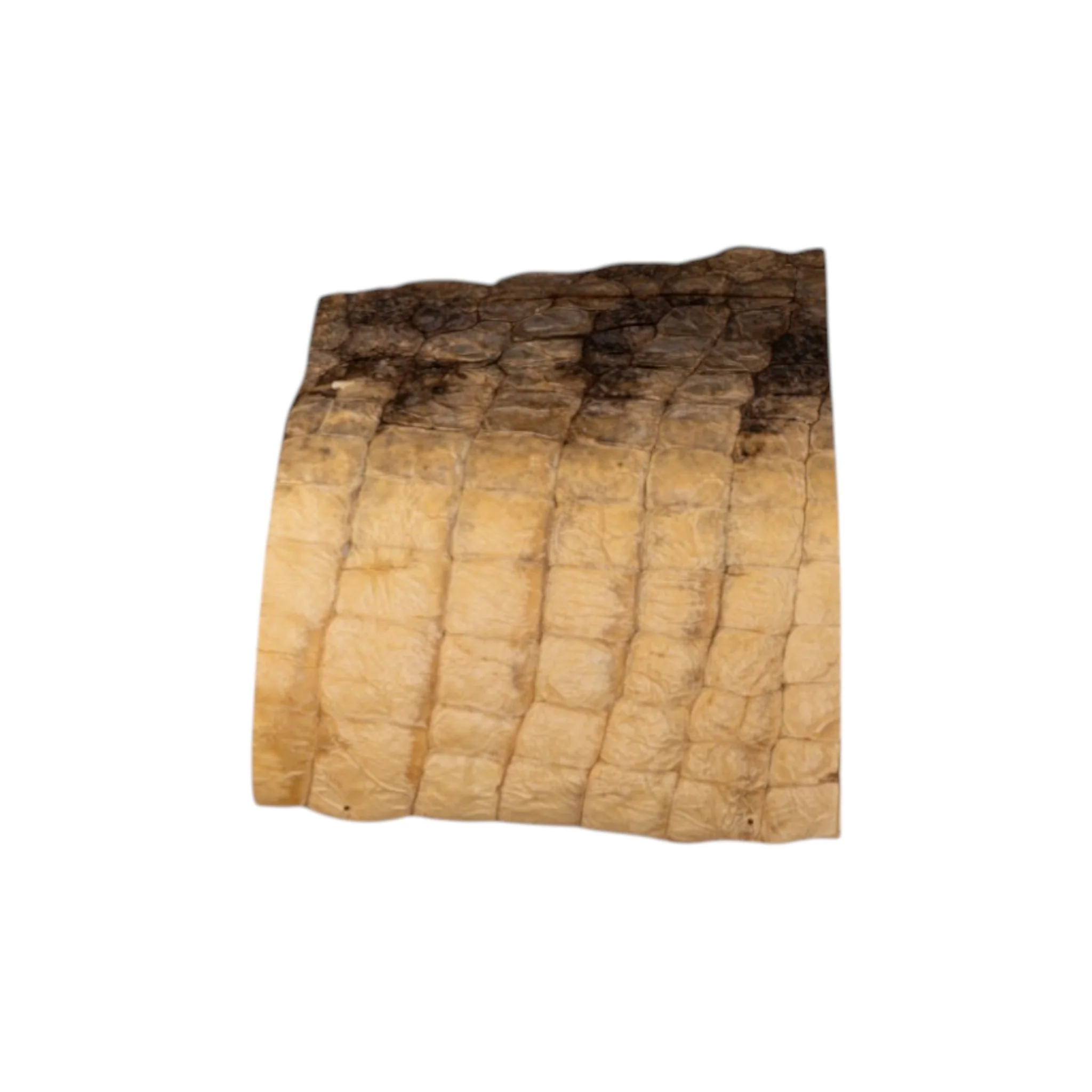 Real Preserved Crocodile Skin - Belly and Dorsal Hide (Single Piece) - Image 6