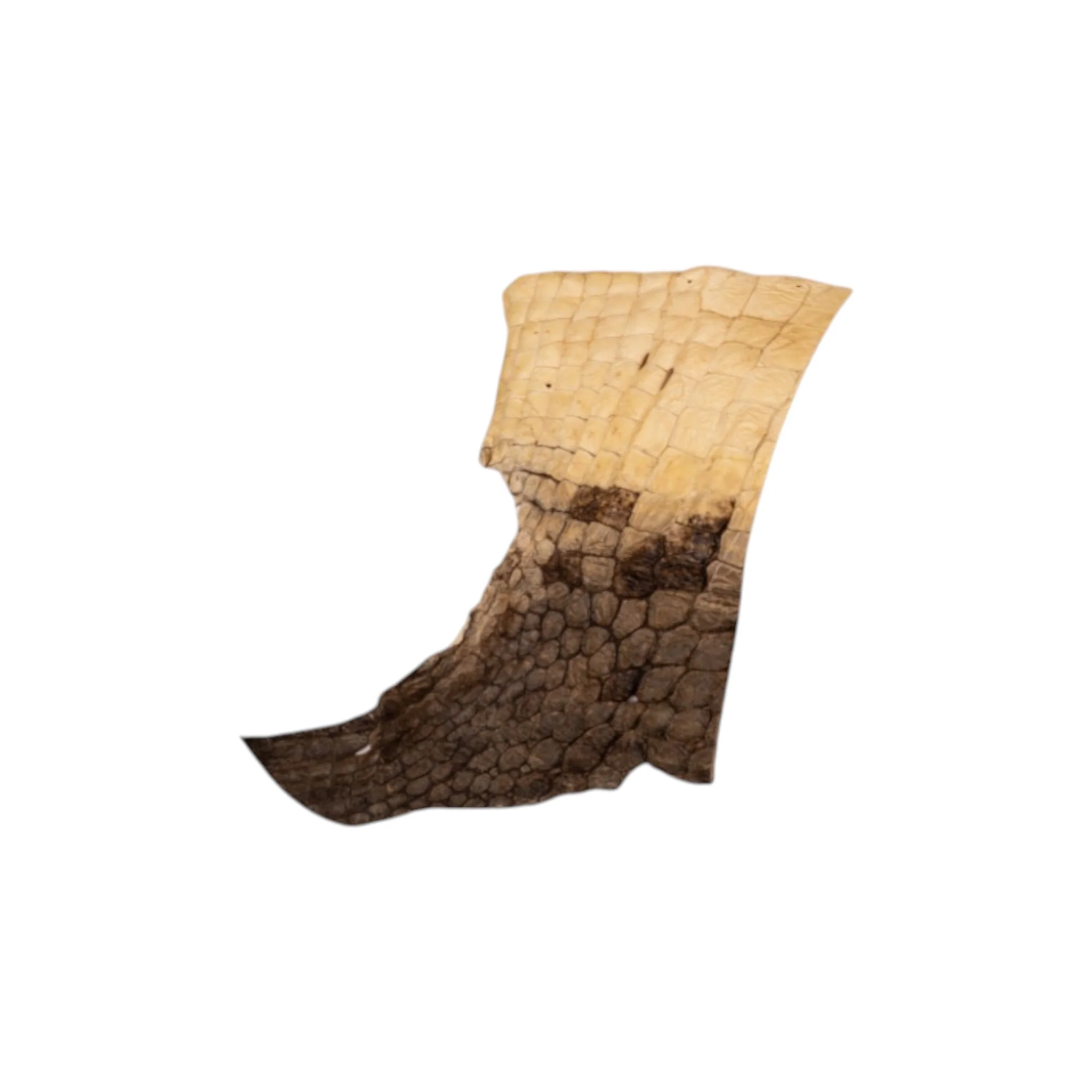 Real Preserved Crocodile Skin - Belly and Dorsal Hide (Single Piece) - Image 7