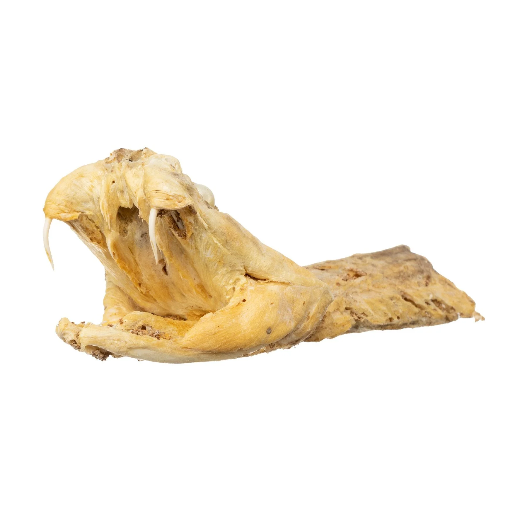 Real Preserved Rattlesnake Head - Image 10