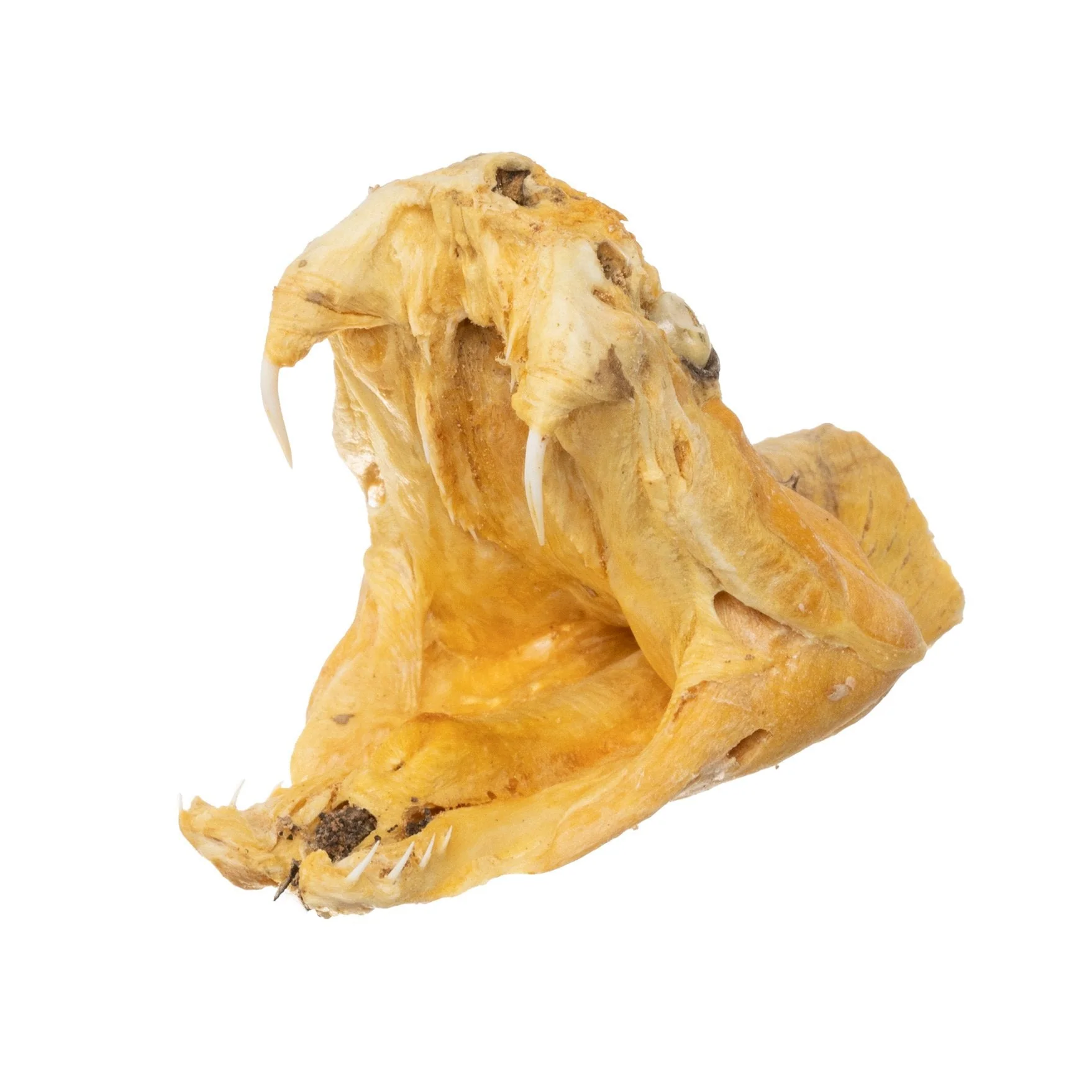Real Preserved Rattlesnake Head - Image 11