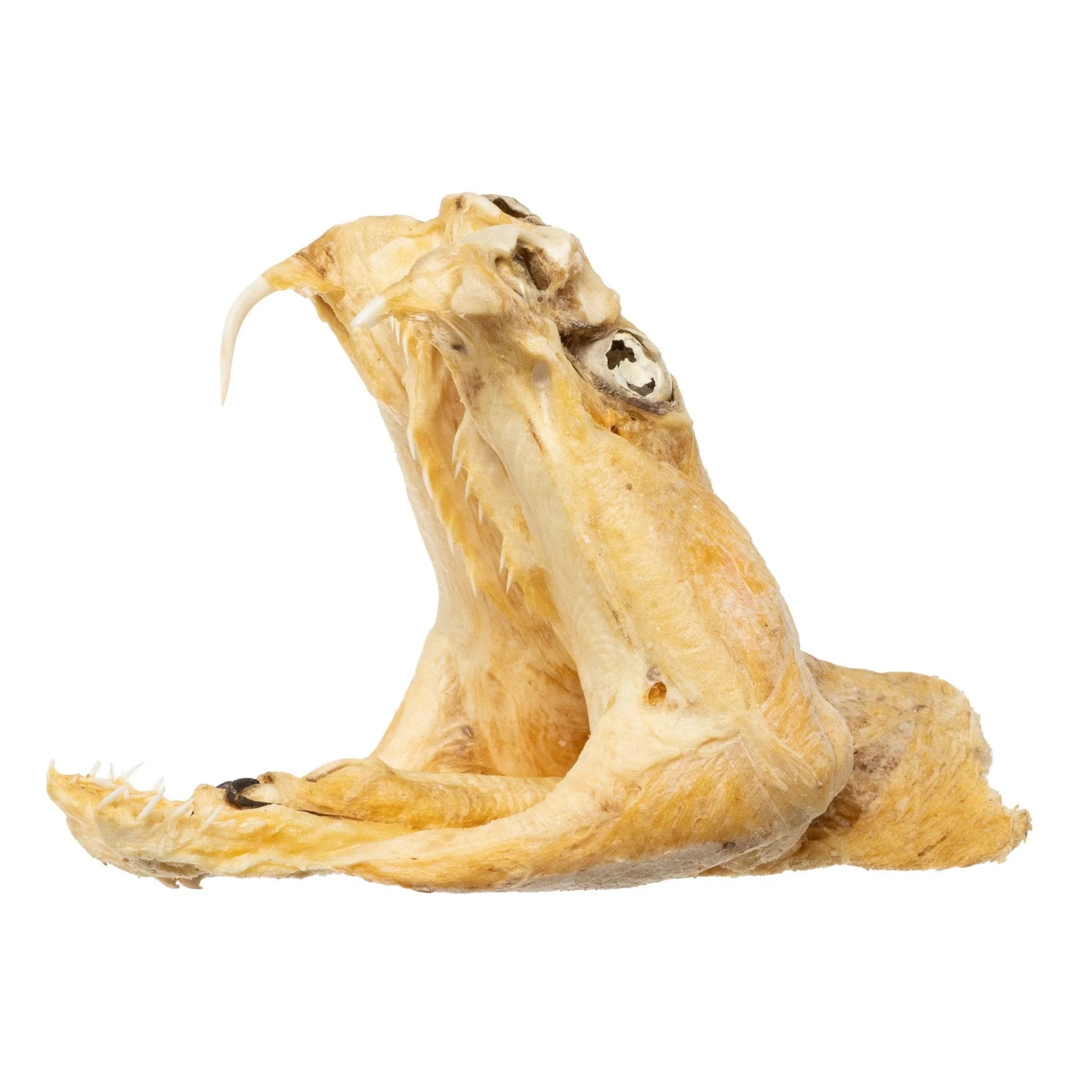 Real Preserved Rattlesnake Head - Image 12