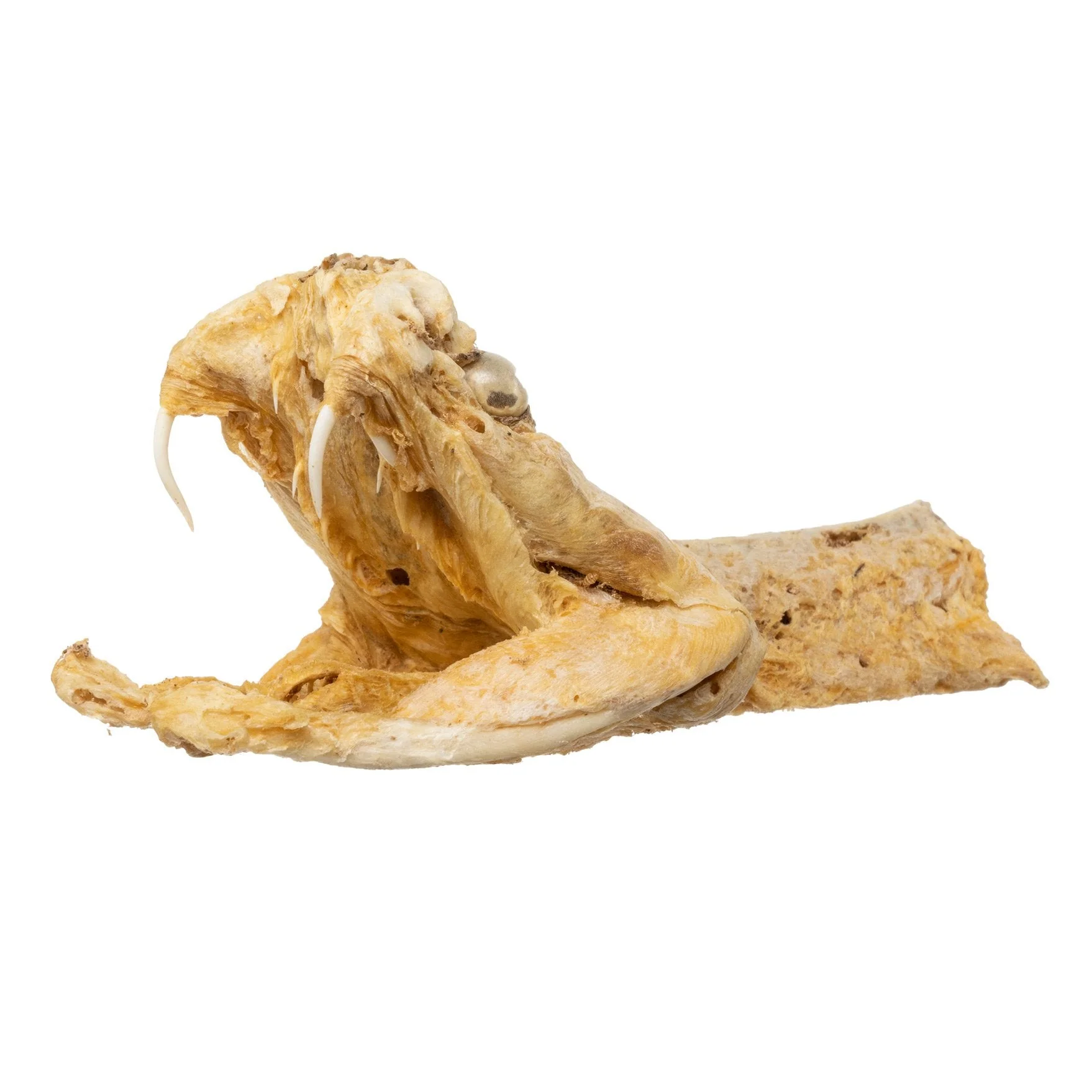 Real Preserved Rattlesnake Head - Image 13