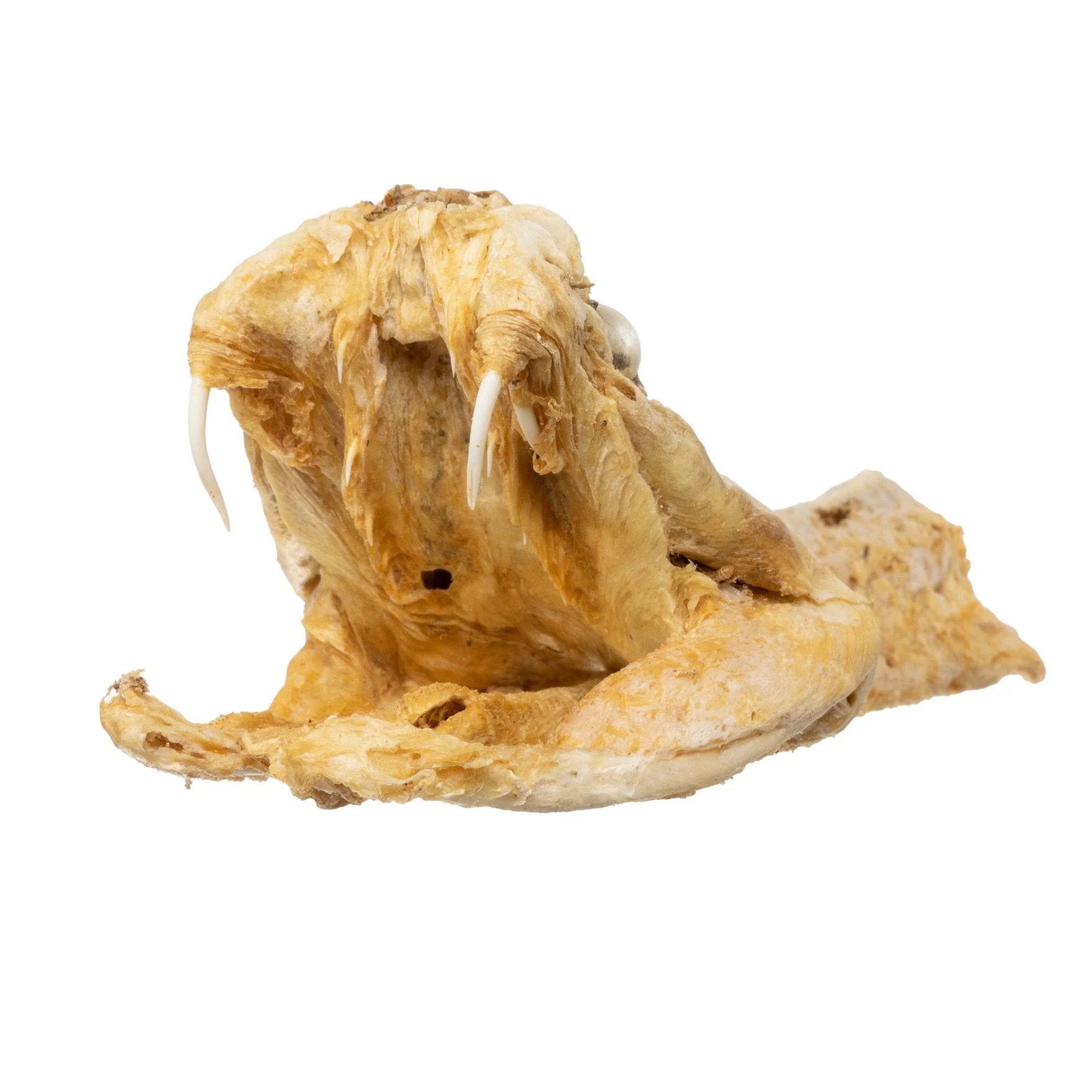 Real Preserved Rattlesnake Head - Image 14