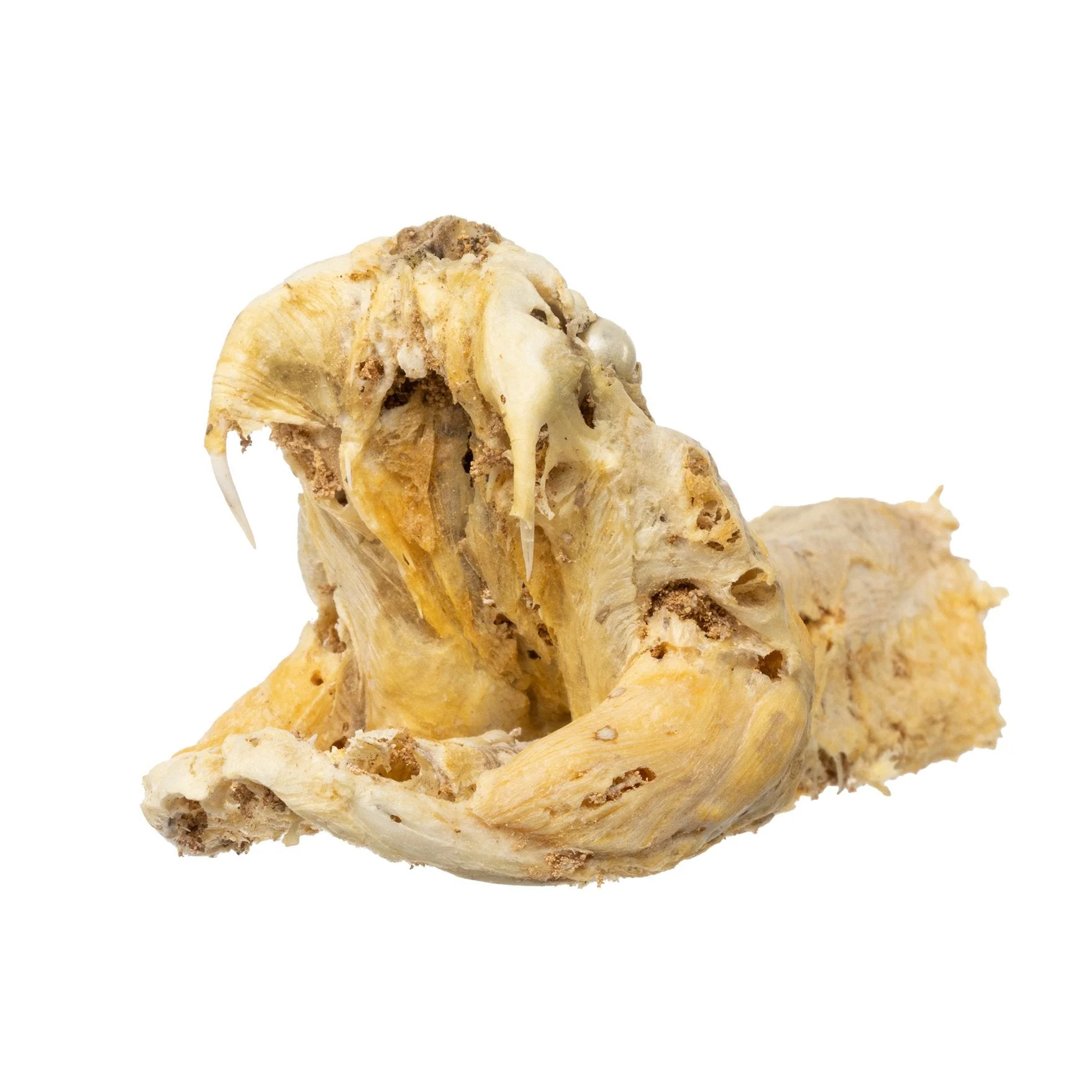 Real Preserved Rattlesnake Head - Image 15