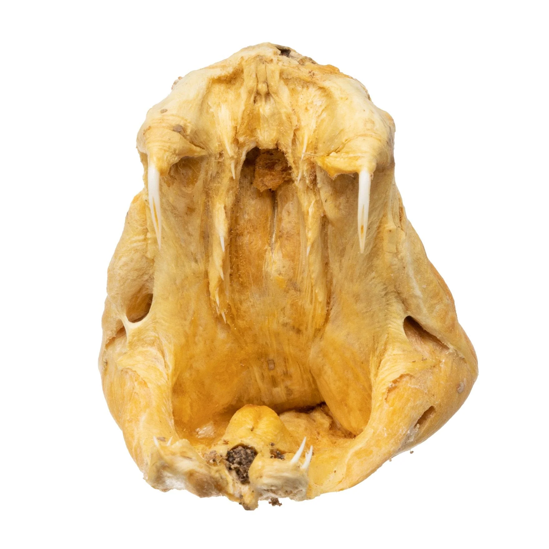 Real Preserved Rattlesnake Head - Image 3