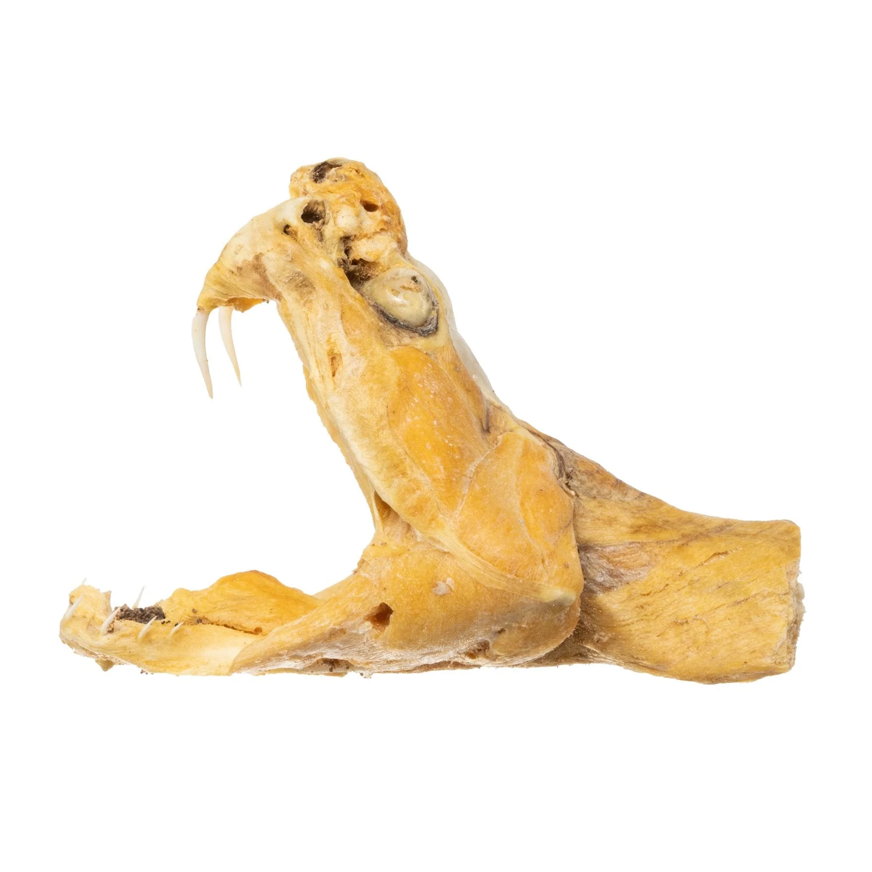 Real Preserved Rattlesnake Head - Image 4