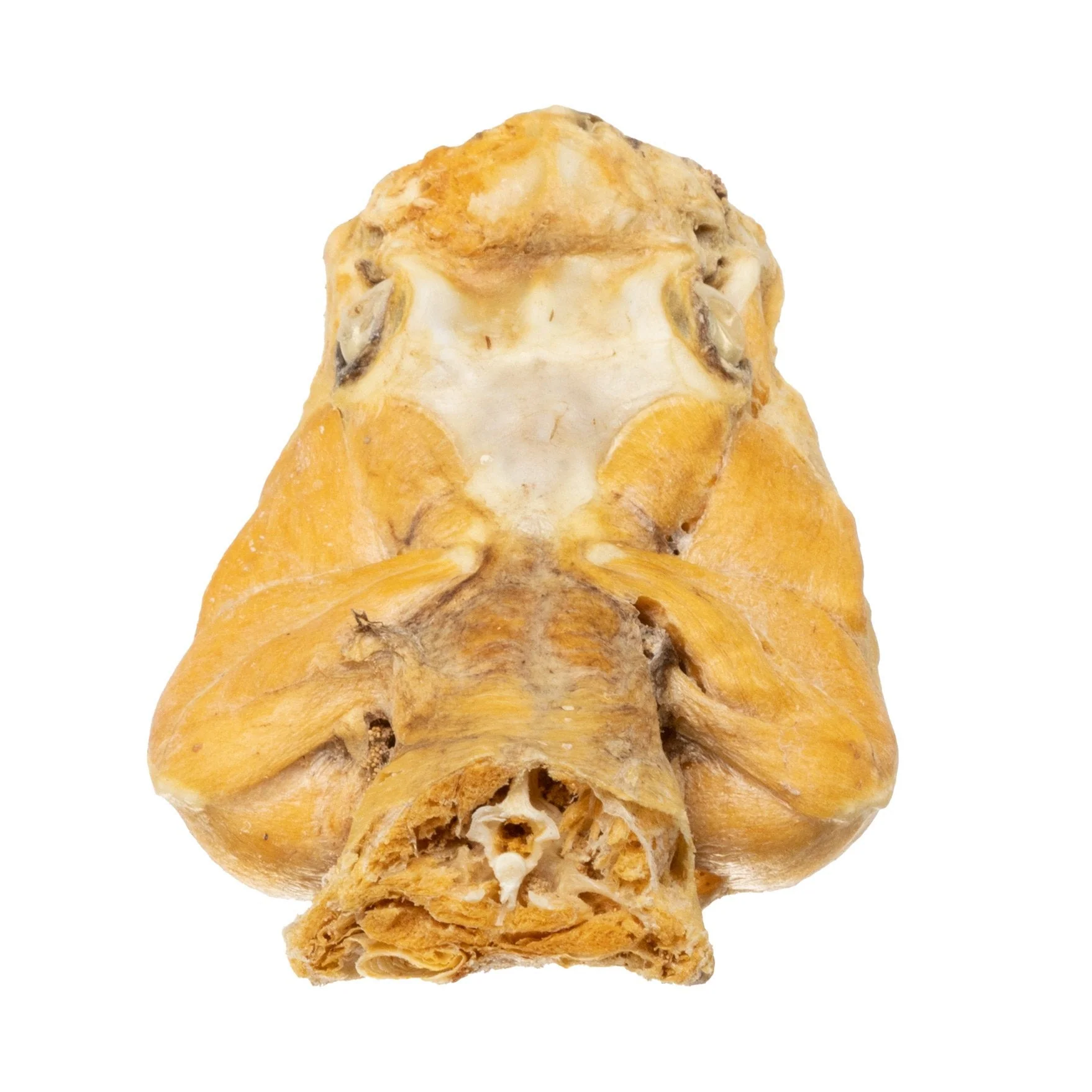 Real Preserved Rattlesnake Head - Image 5