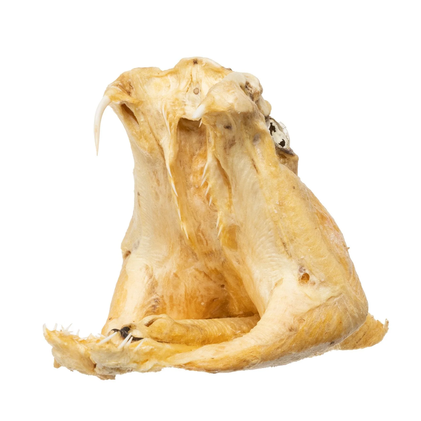 Real Preserved Rattlesnake Head - Image 6
