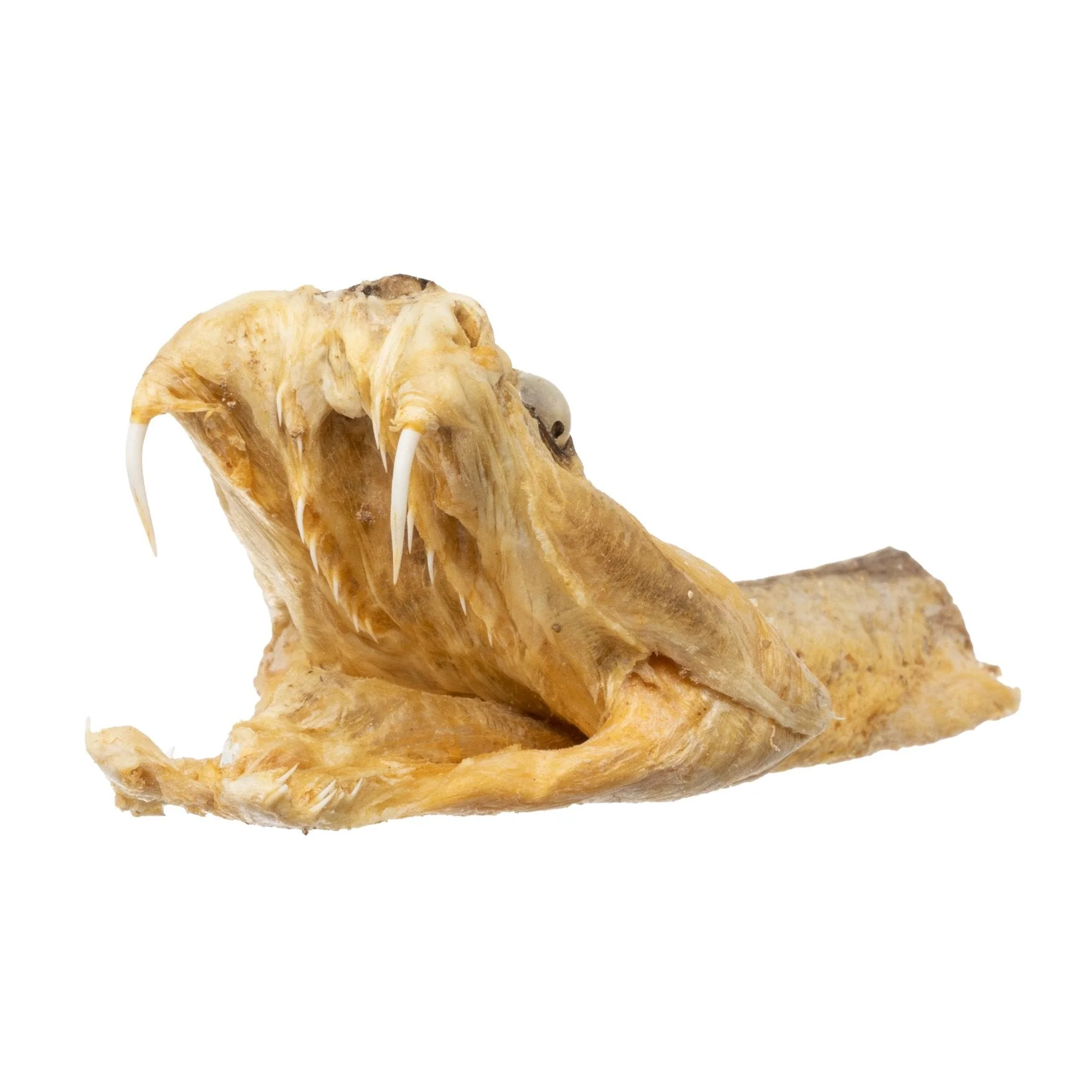 Real Preserved Rattlesnake Head - Image 7