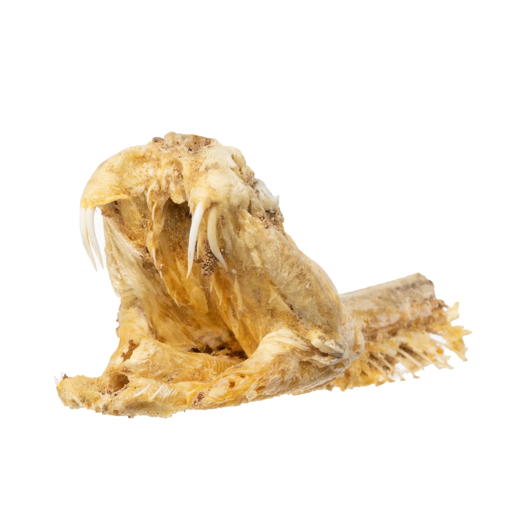 Real Preserved Rattlesnake Head - Image 8