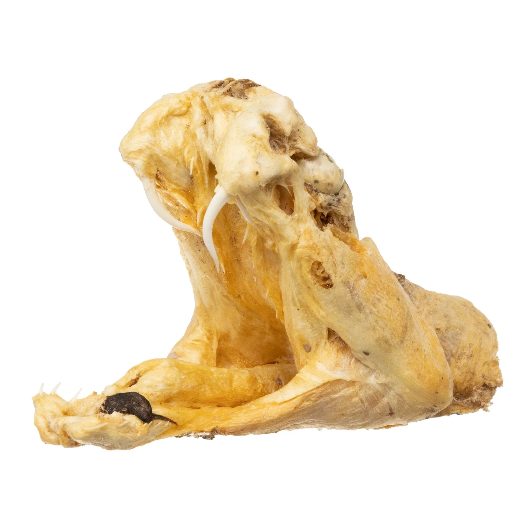 Real Preserved Rattlesnake Head - Image 9