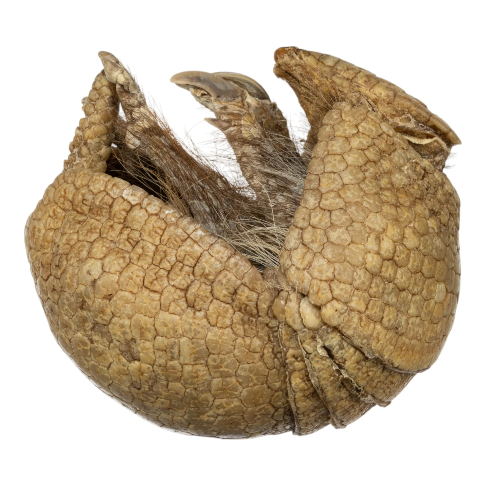 Real Preserved Three-banded Armadillo - Image 2
