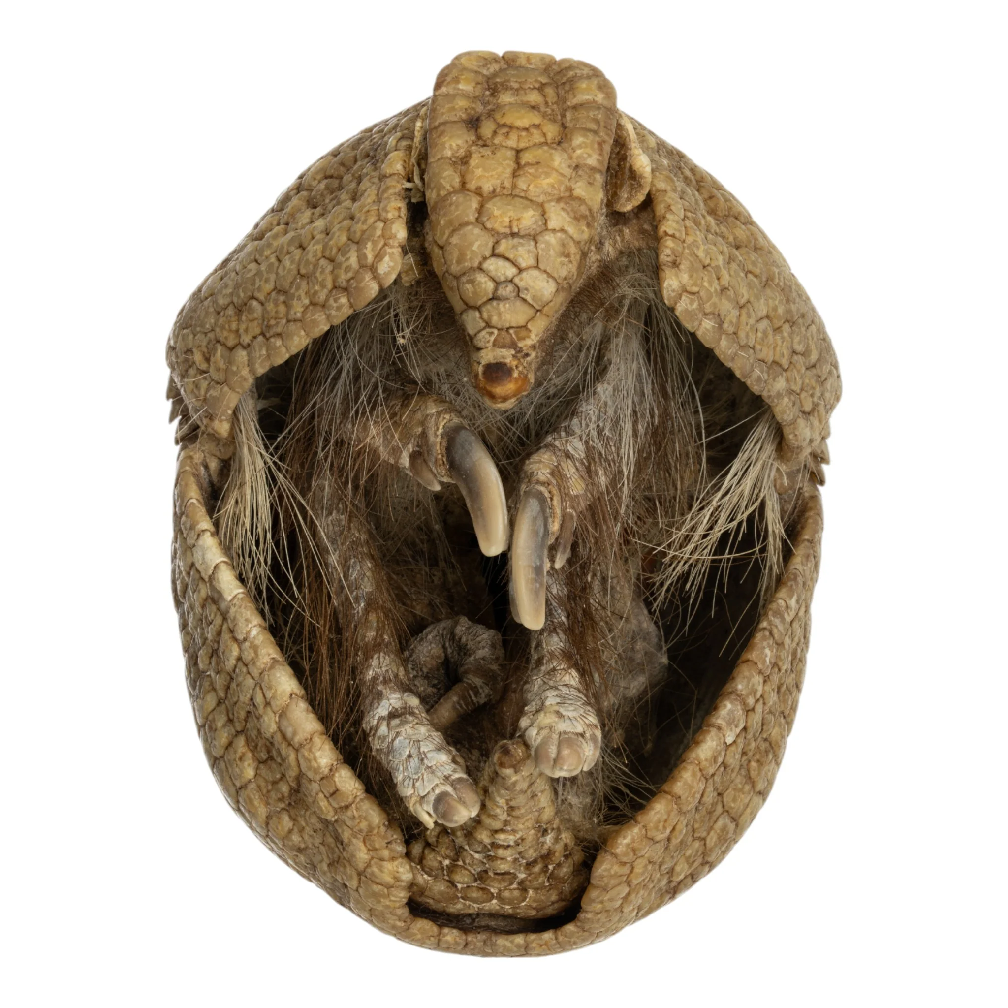 Real Preserved Three-banded Armadillo - Image 3