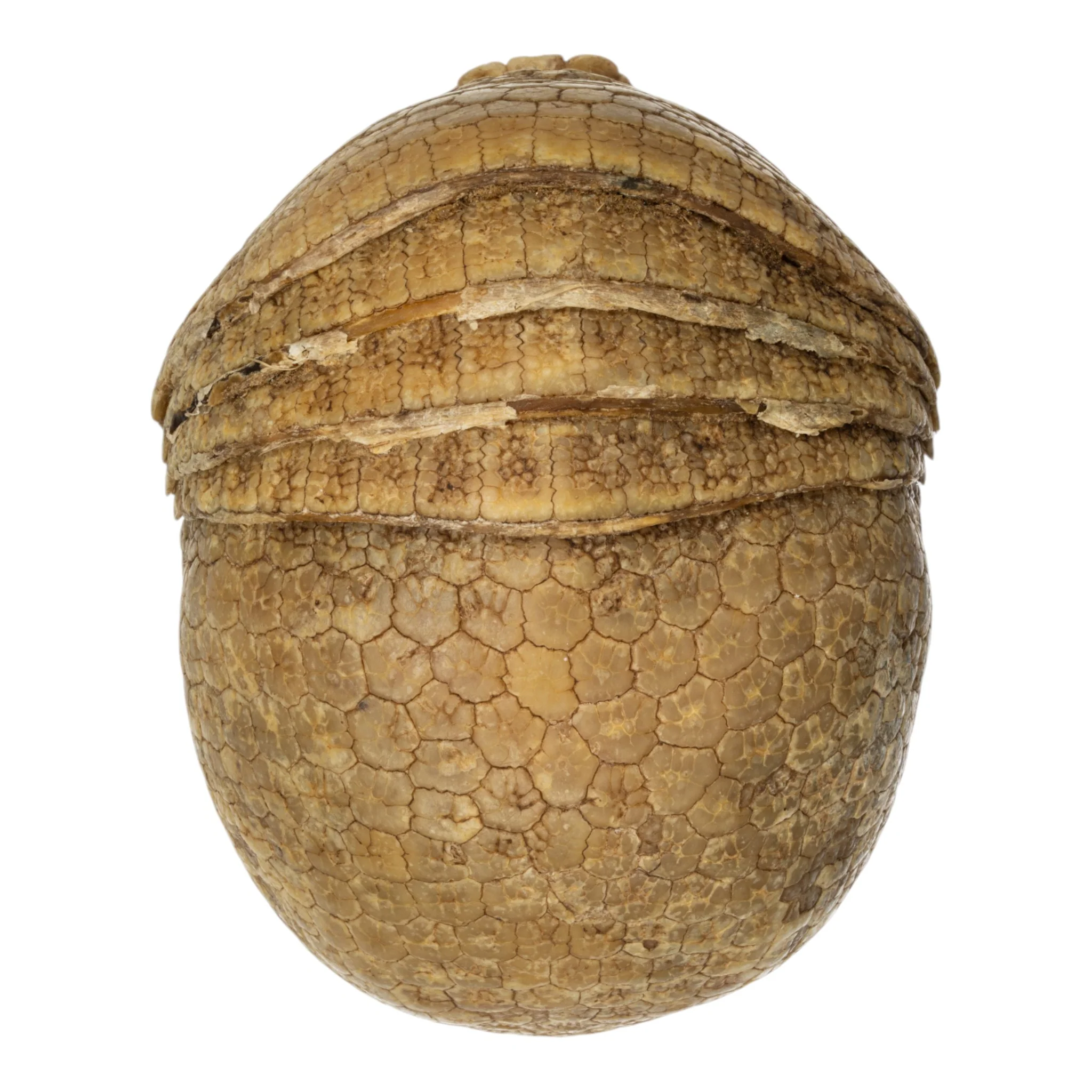 Real Preserved Three-banded Armadillo - Image 4
