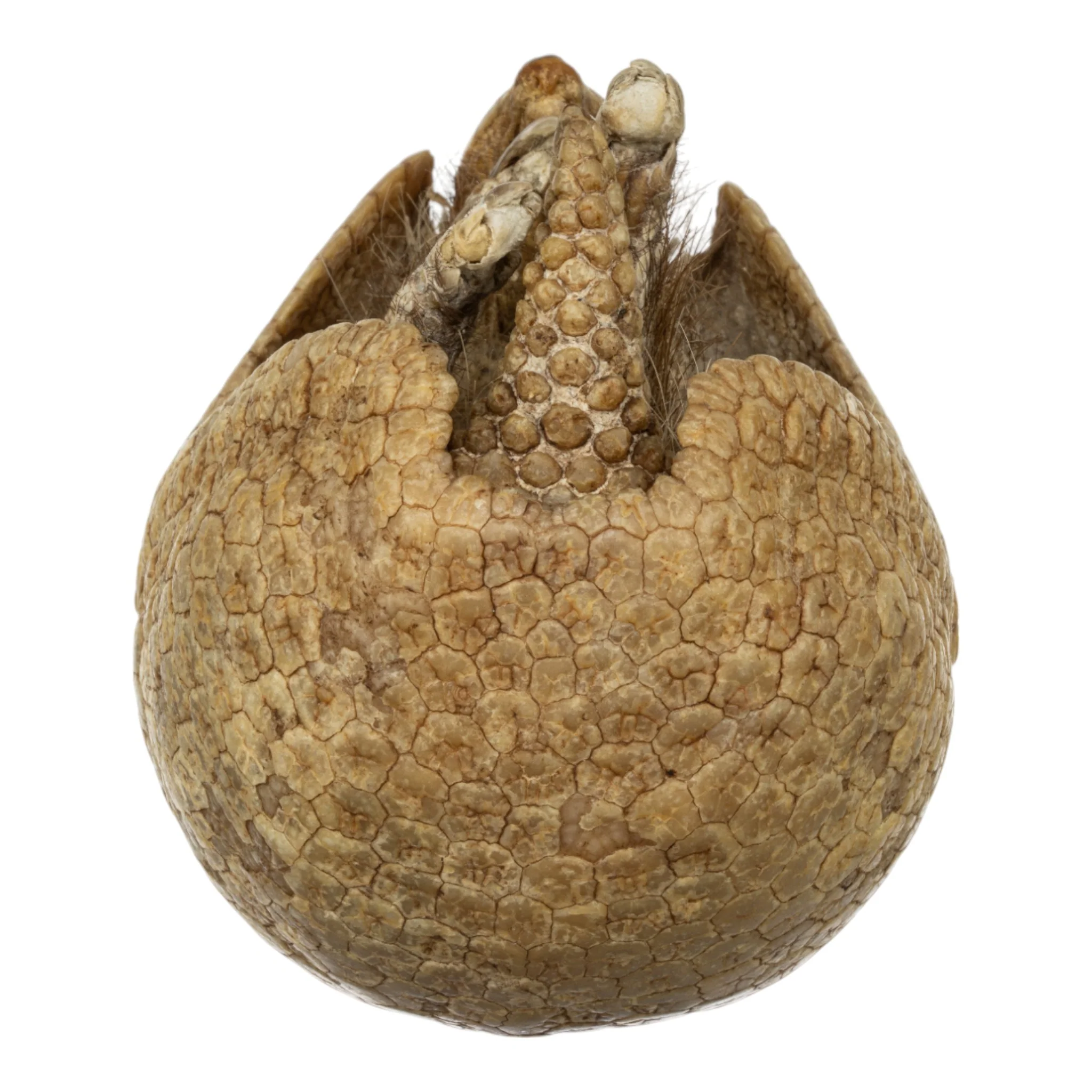 Real Preserved Three-banded Armadillo - Image 5
