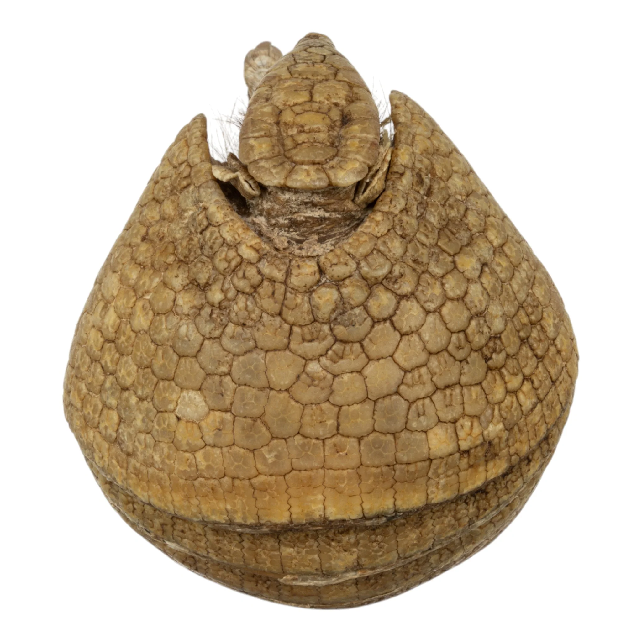 Real Preserved Three-banded Armadillo - Image 6