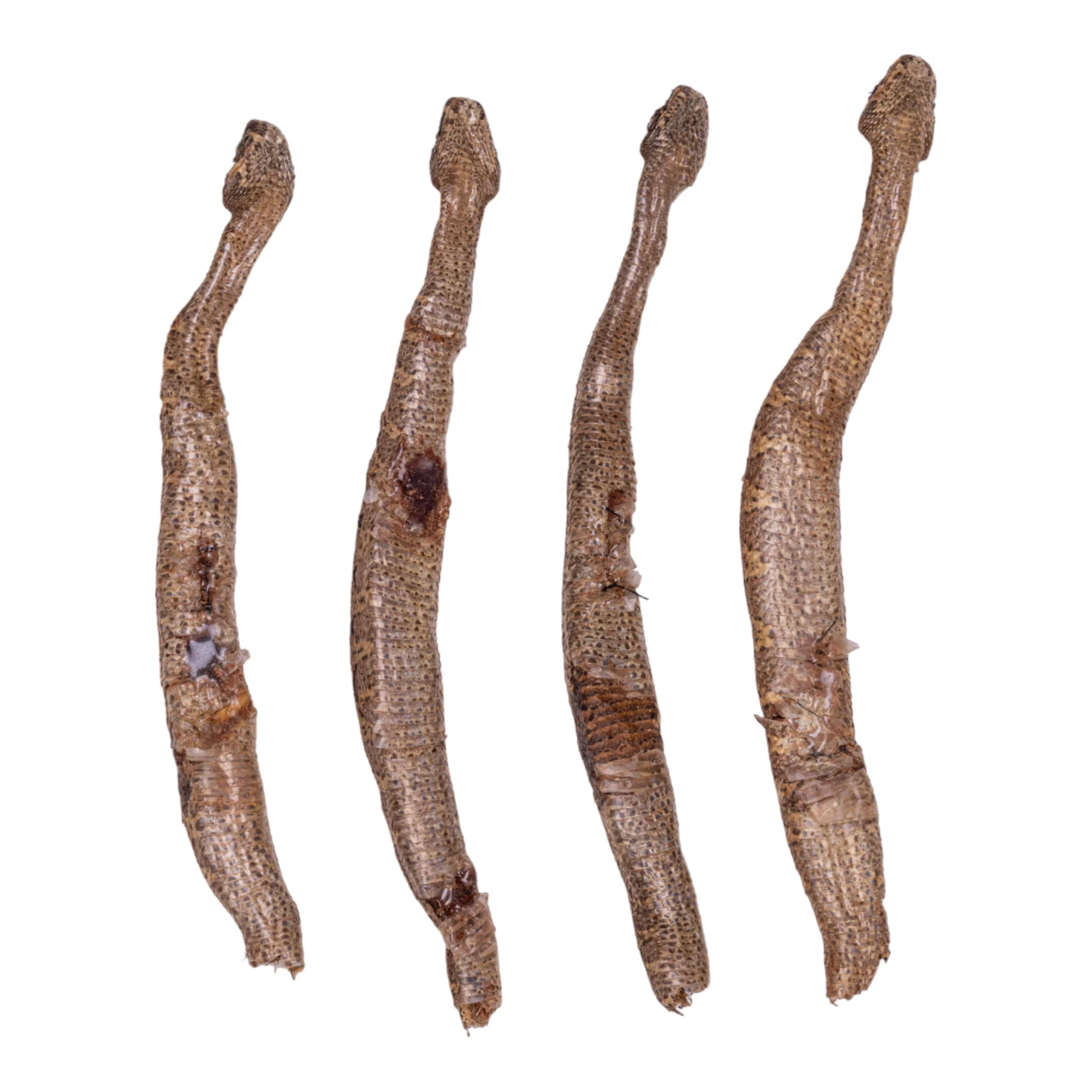 Real Preserved Viper - Single - Image 6