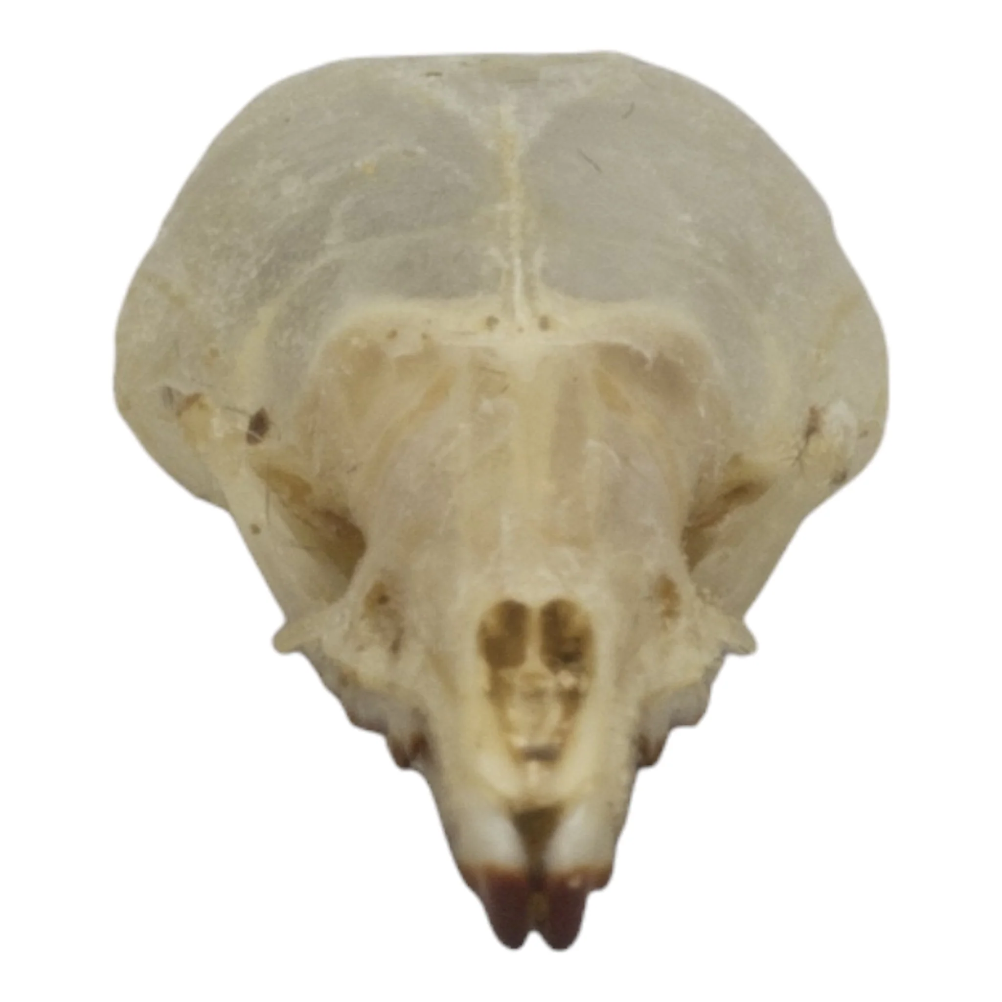 Real Pribilof Island Shrew Skeleton - Image 3