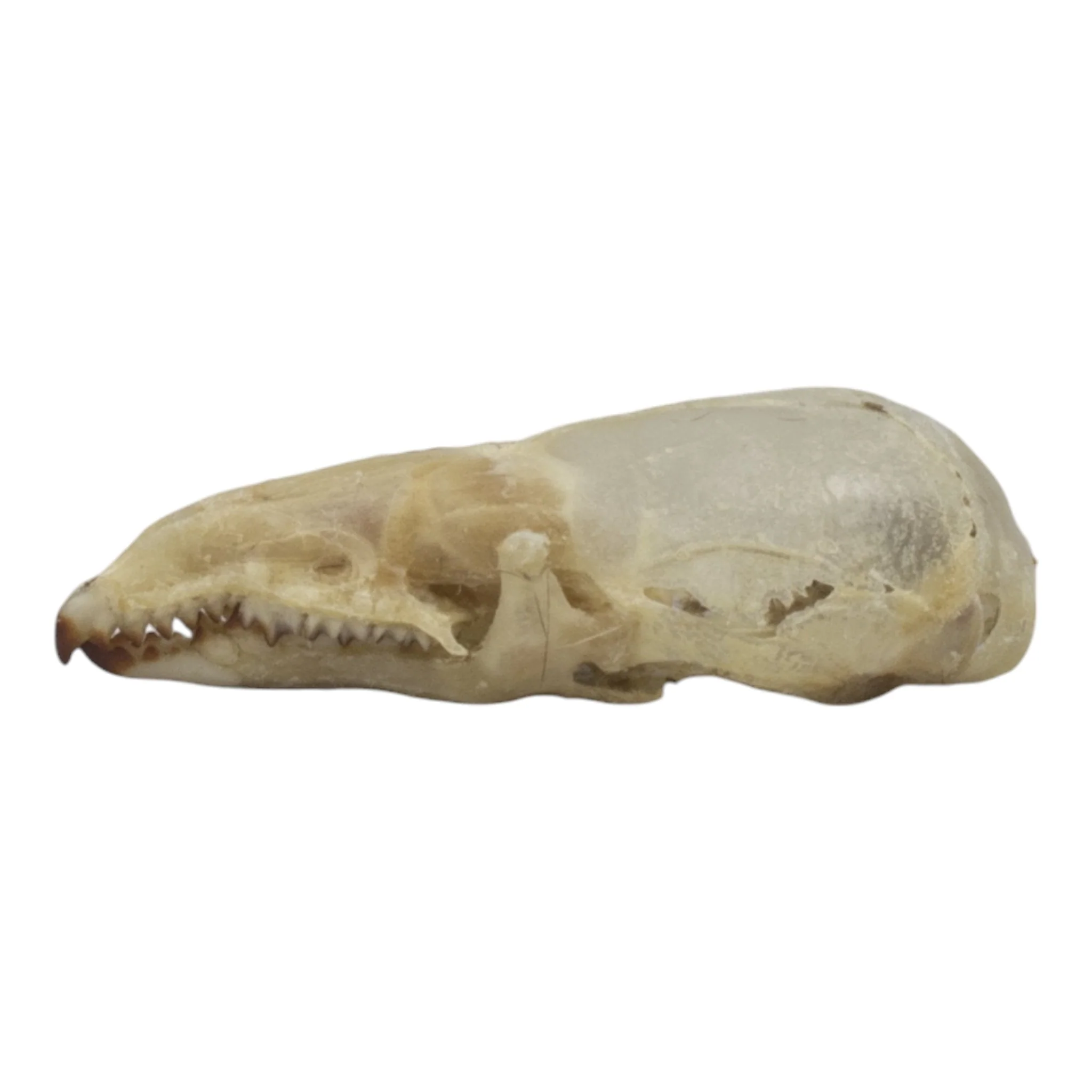 Real Pribilof Island Shrew Skeleton - Image 4