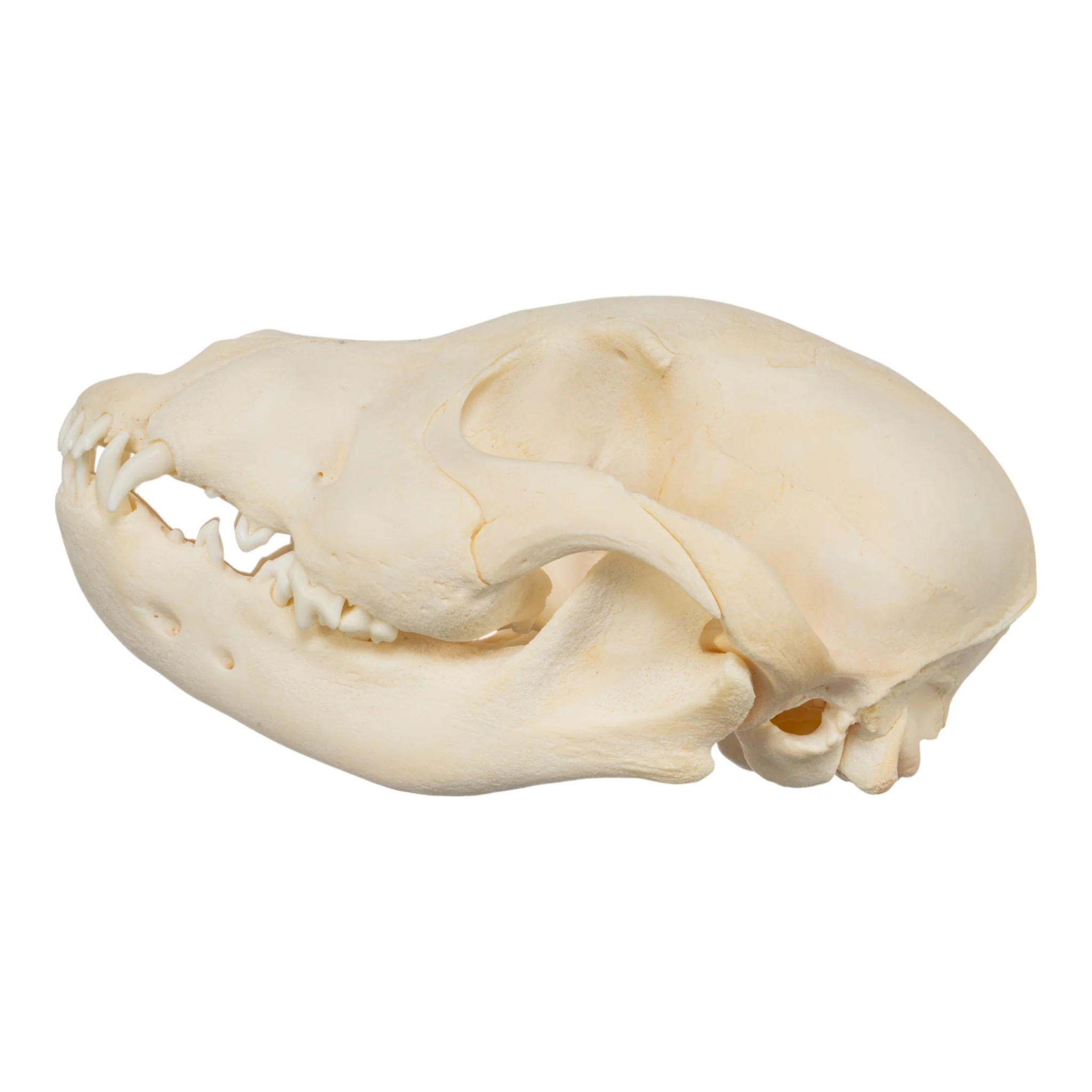 Real Domestic Dog Skull - Puppy - Image 4