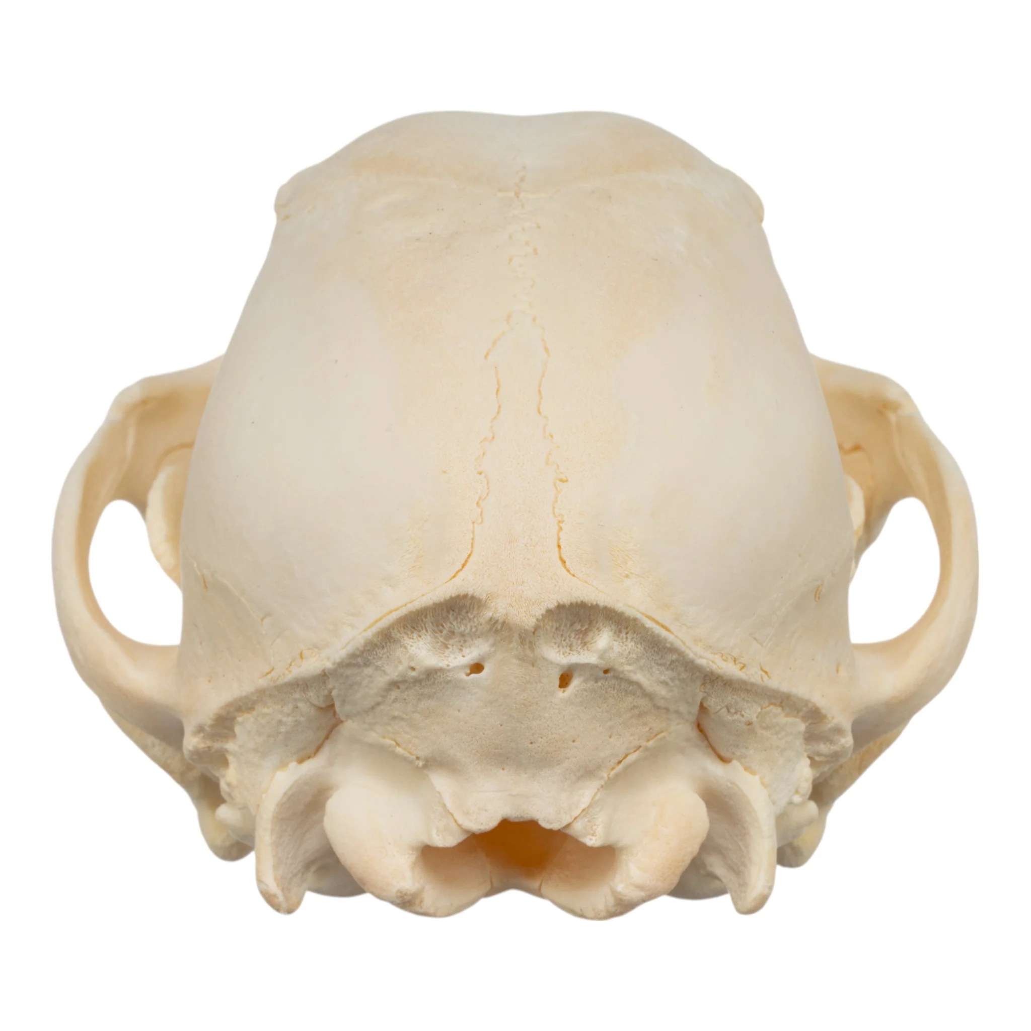 Real Domestic Dog Skull - Puppy - Image 5