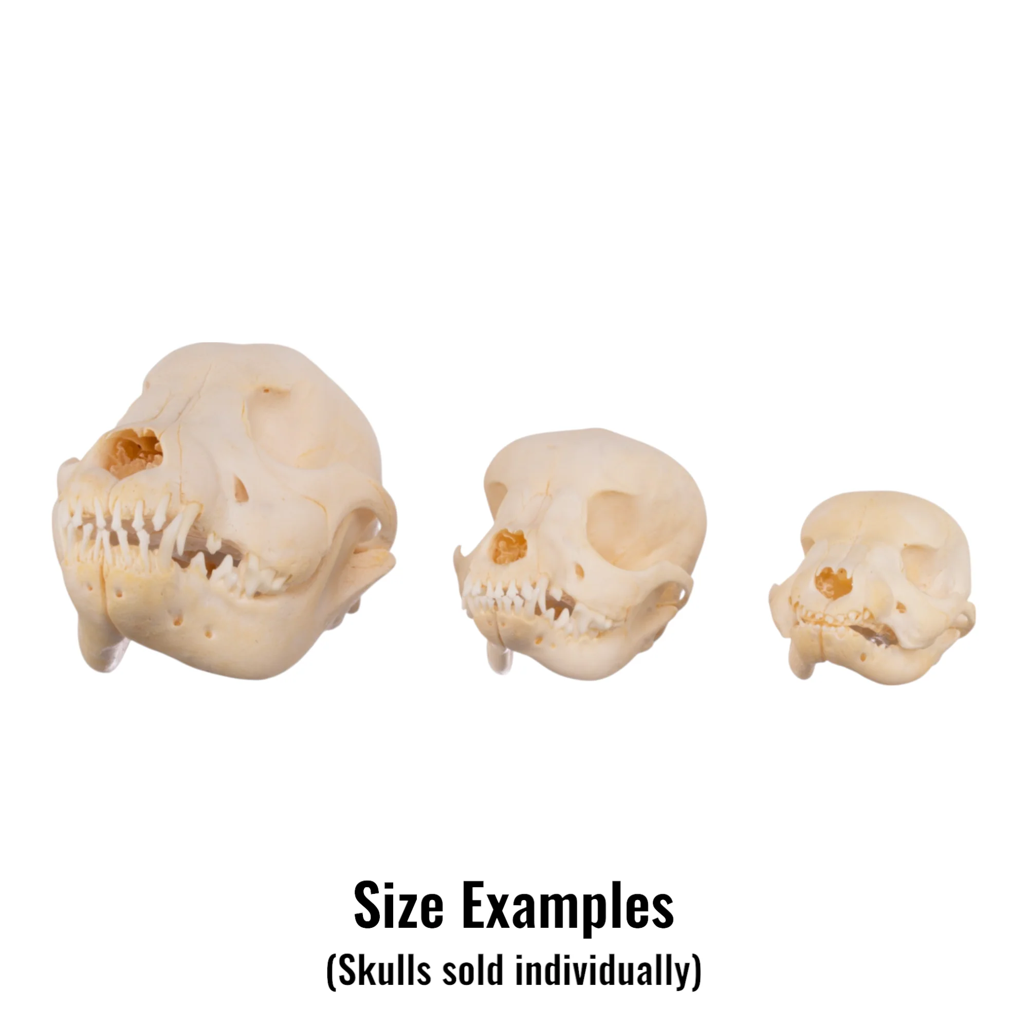 Real Domestic Dog Skull - Puppy - Image 6