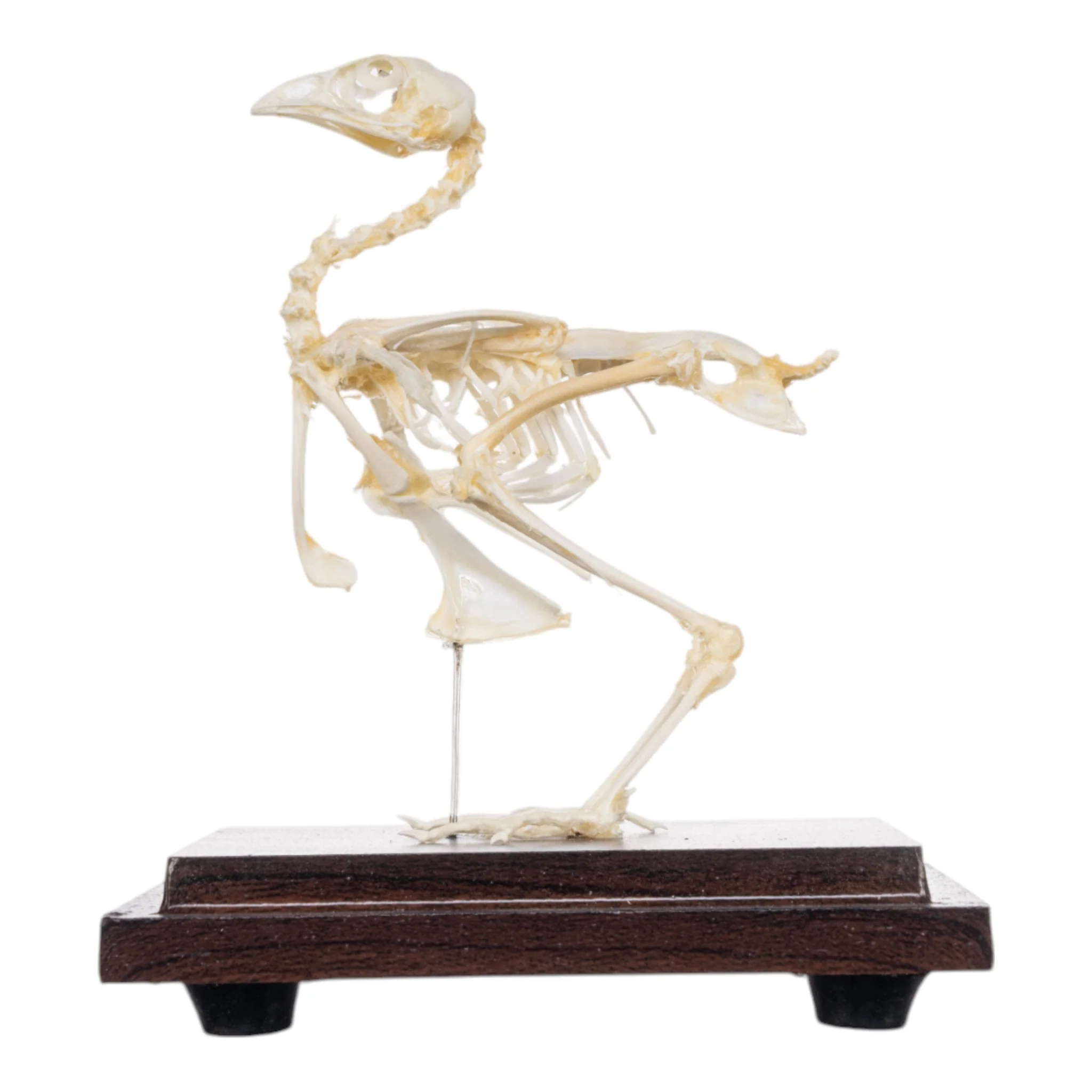 Real Quail Skeleton - Economy - Image 4