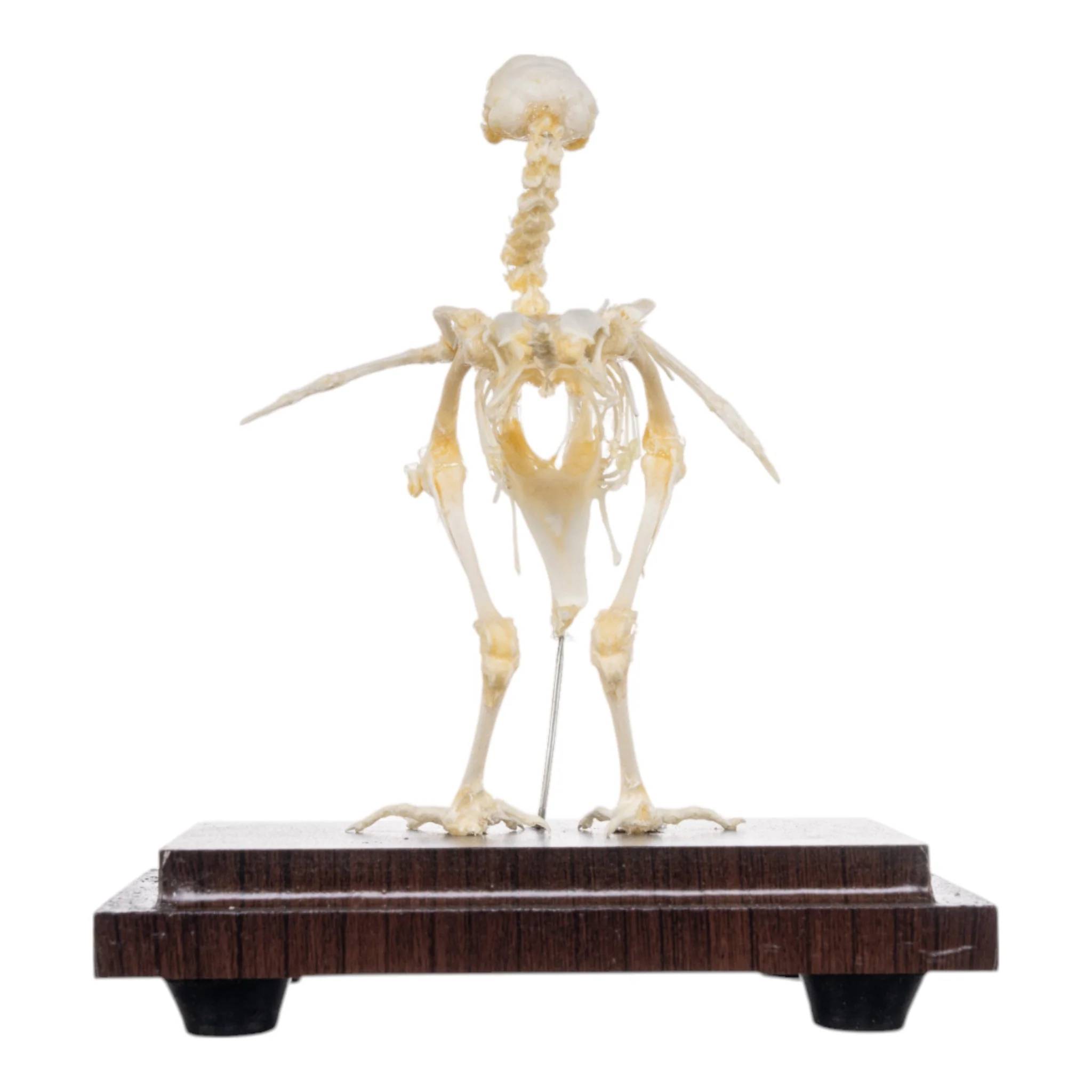Real Quail Skeleton - Economy - Image 5