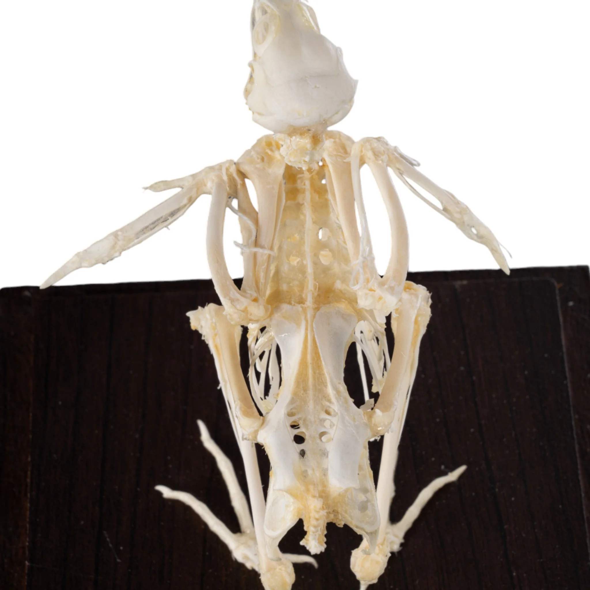 Real Quail Skeleton - Economy - Image 6