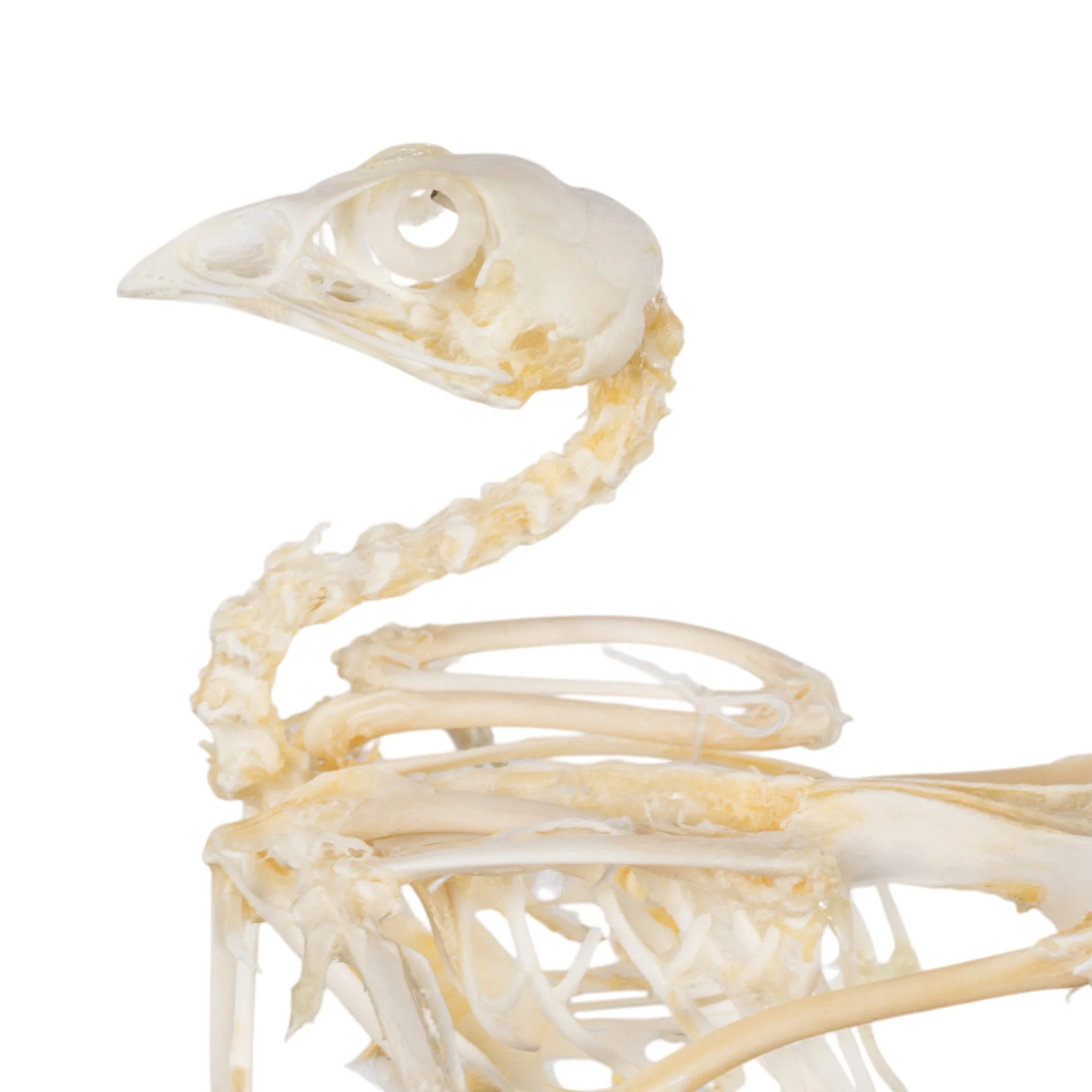 Real Quail Skeleton - Economy - Image 7