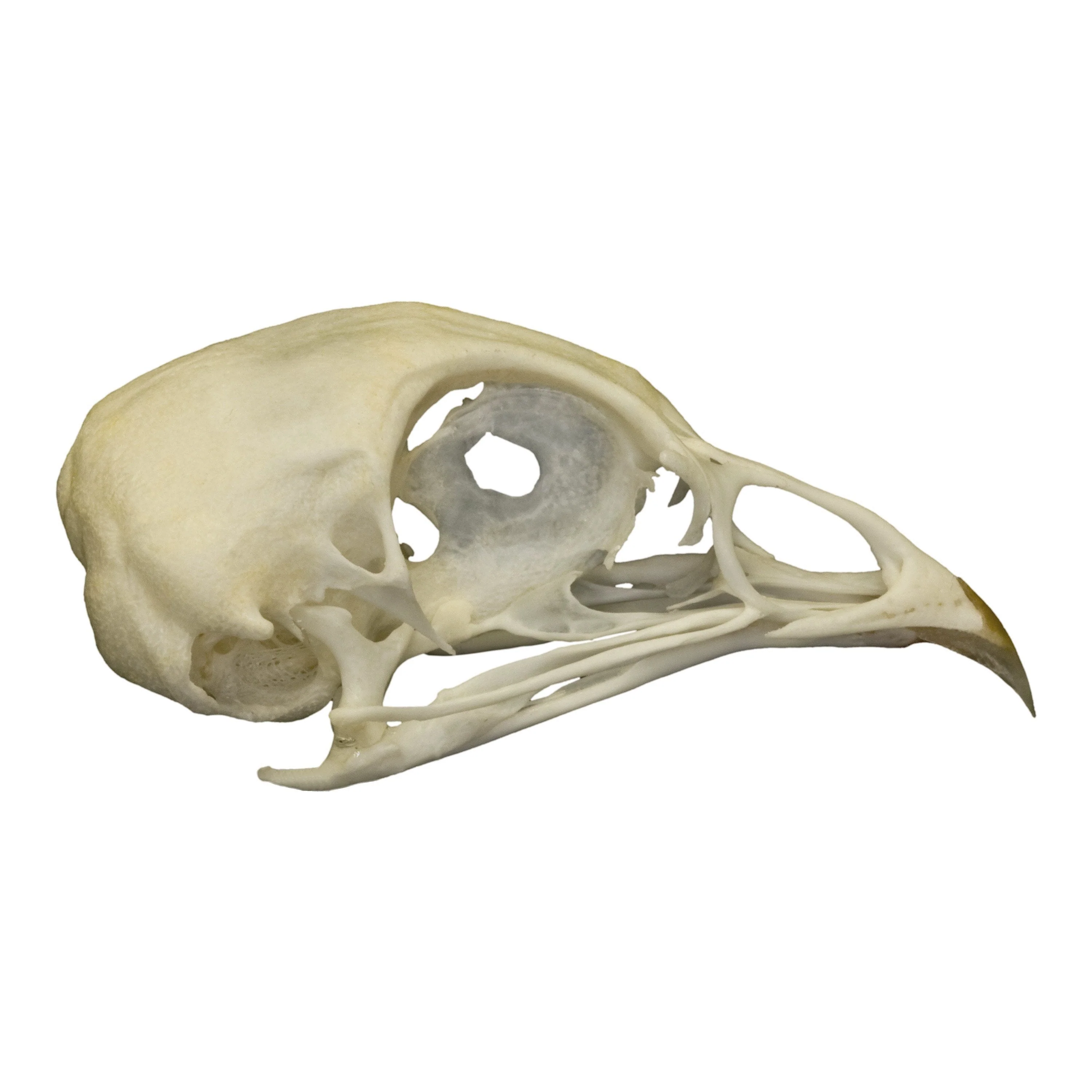 Real Quail Skull - Image 2
