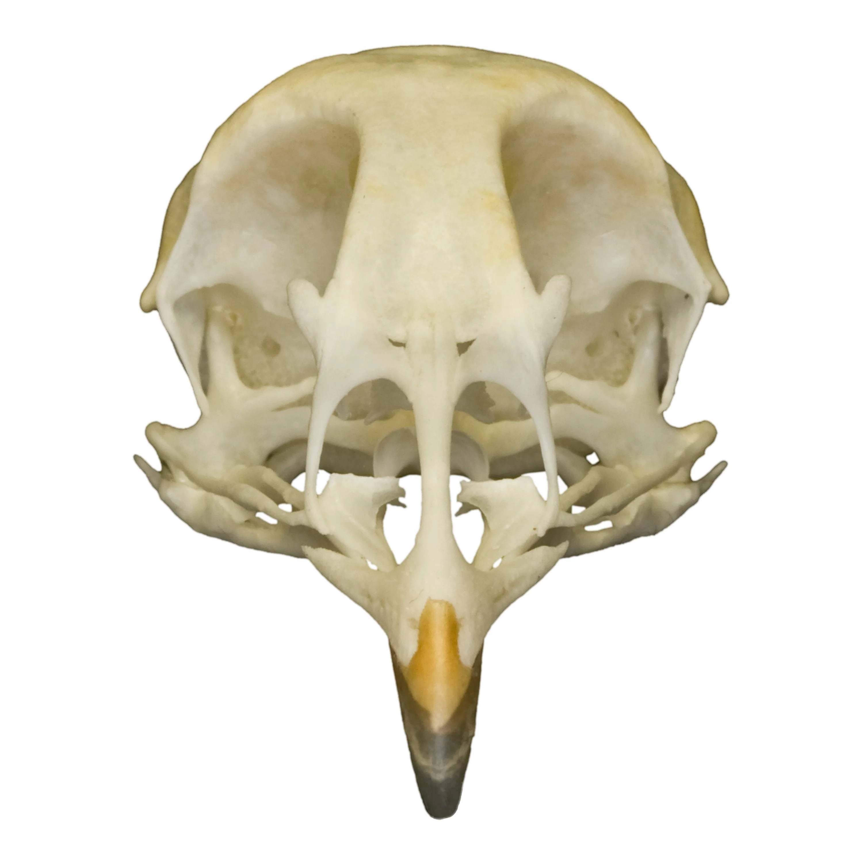 Real Quail Skull - Image 3