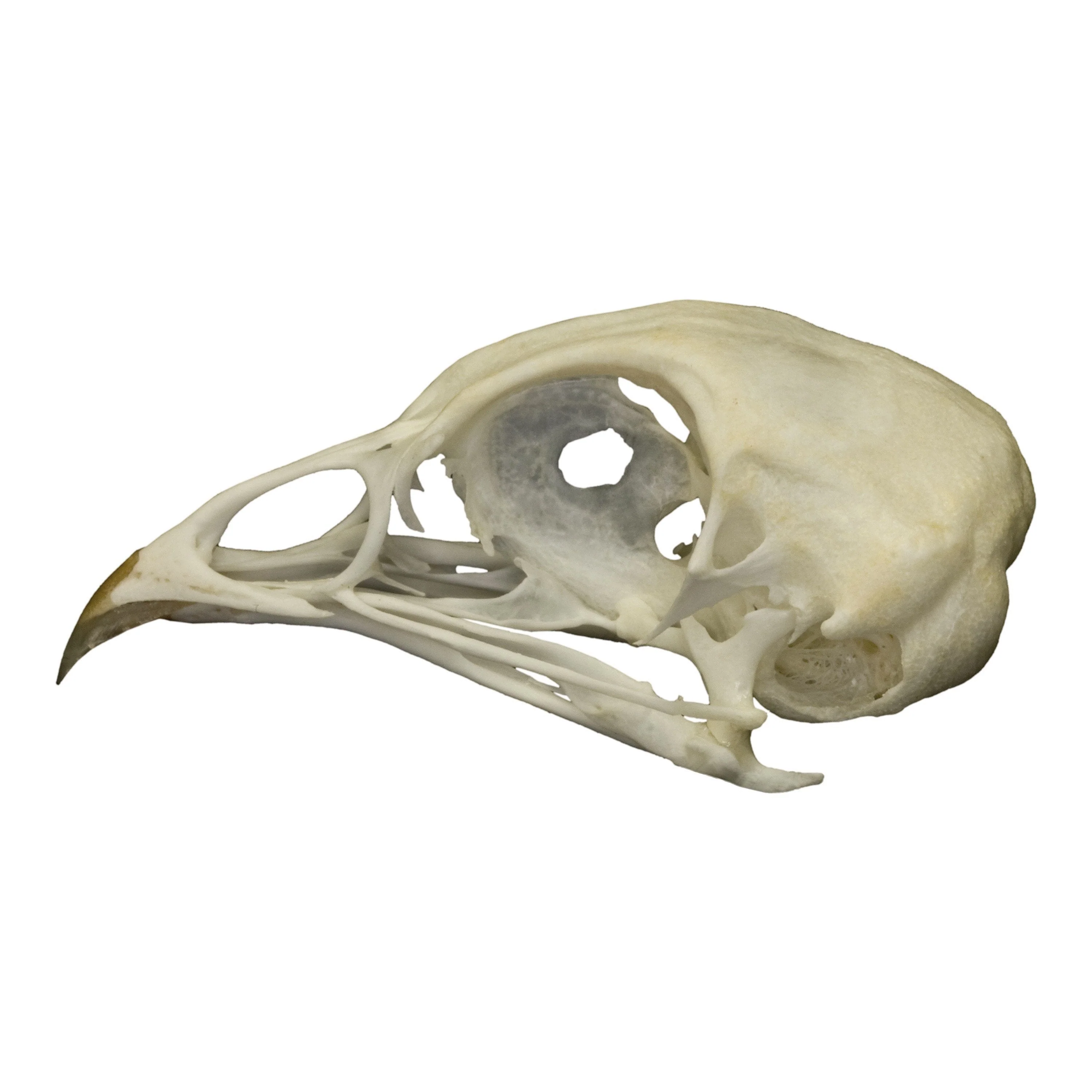 Real Quail Skull - Image 4