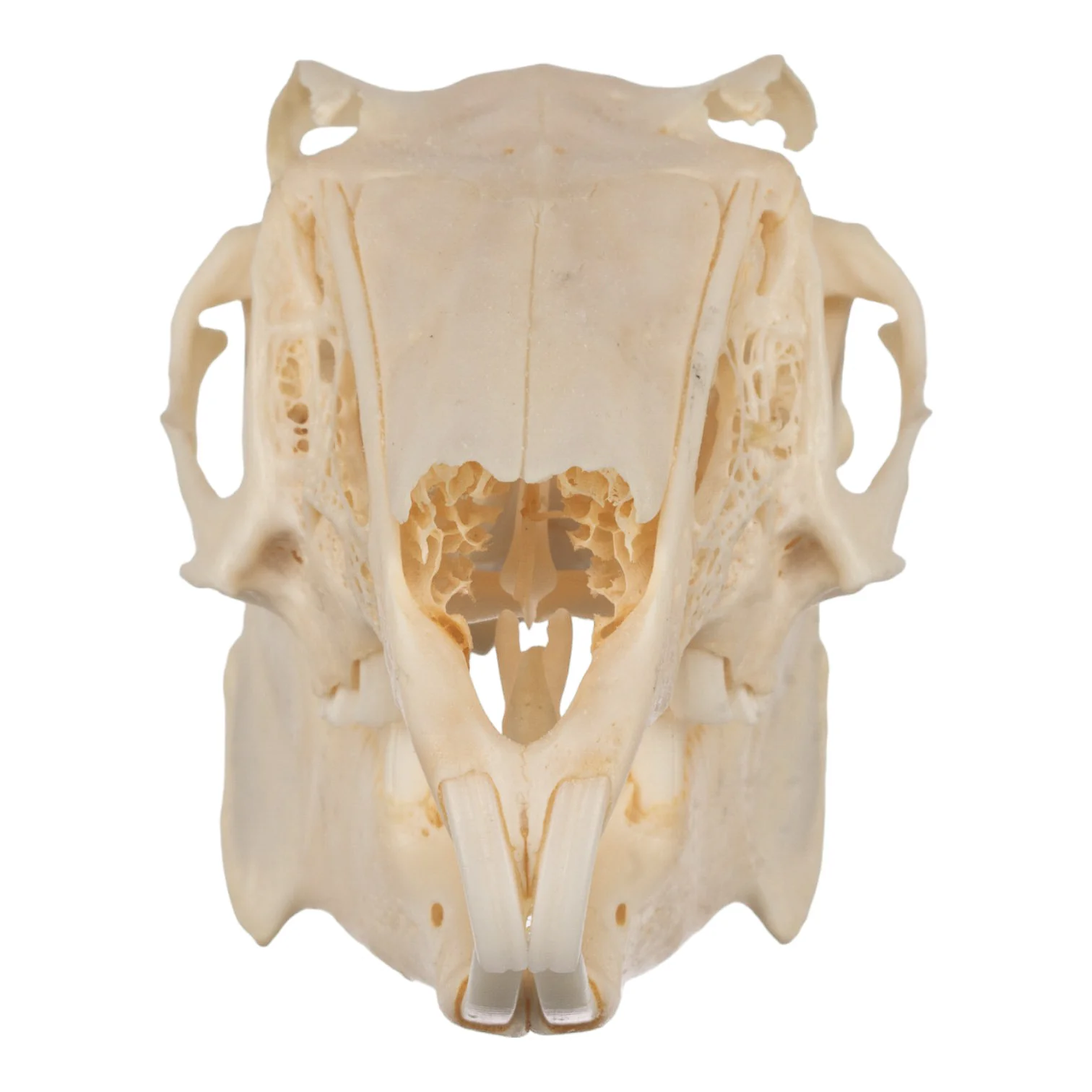 Real Jackrabbit Skull - Image 2