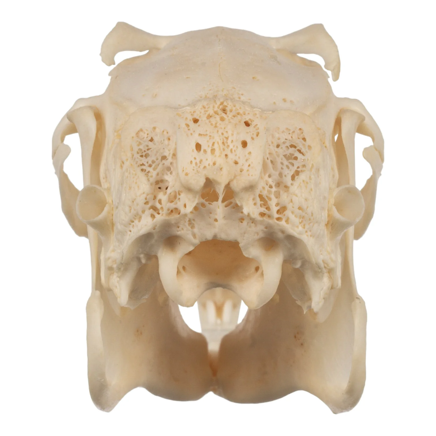 Real Jackrabbit Skull - Image 3