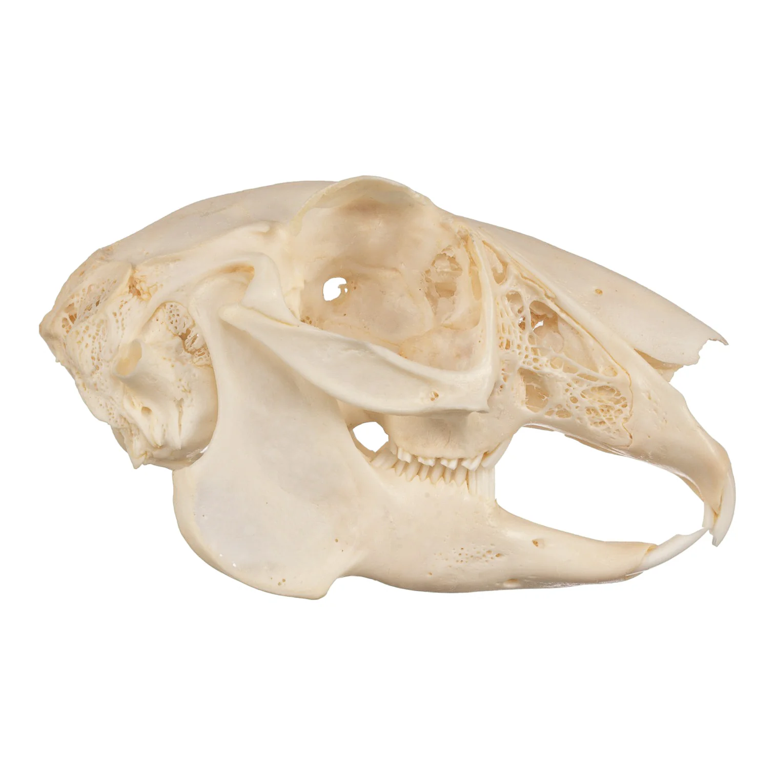 Real Jackrabbit Skull - Image 4