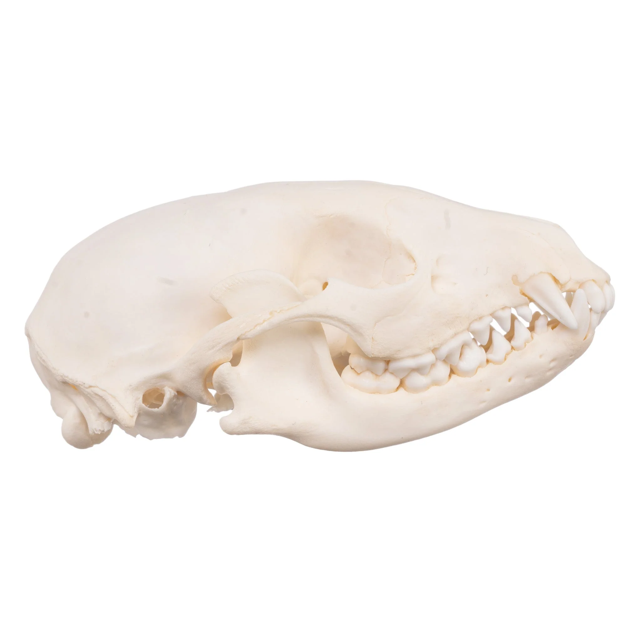 Real Raccoon Skull - Adolescent - Image 2