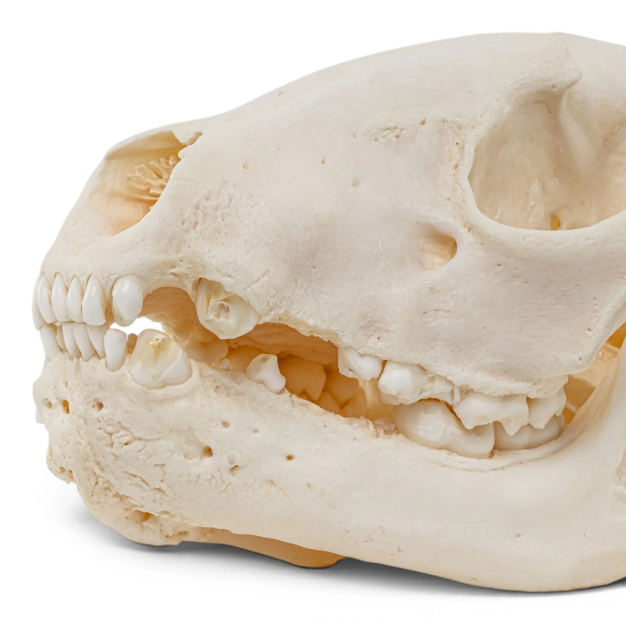 Real Raccoon Skull - Pathology - Image 6